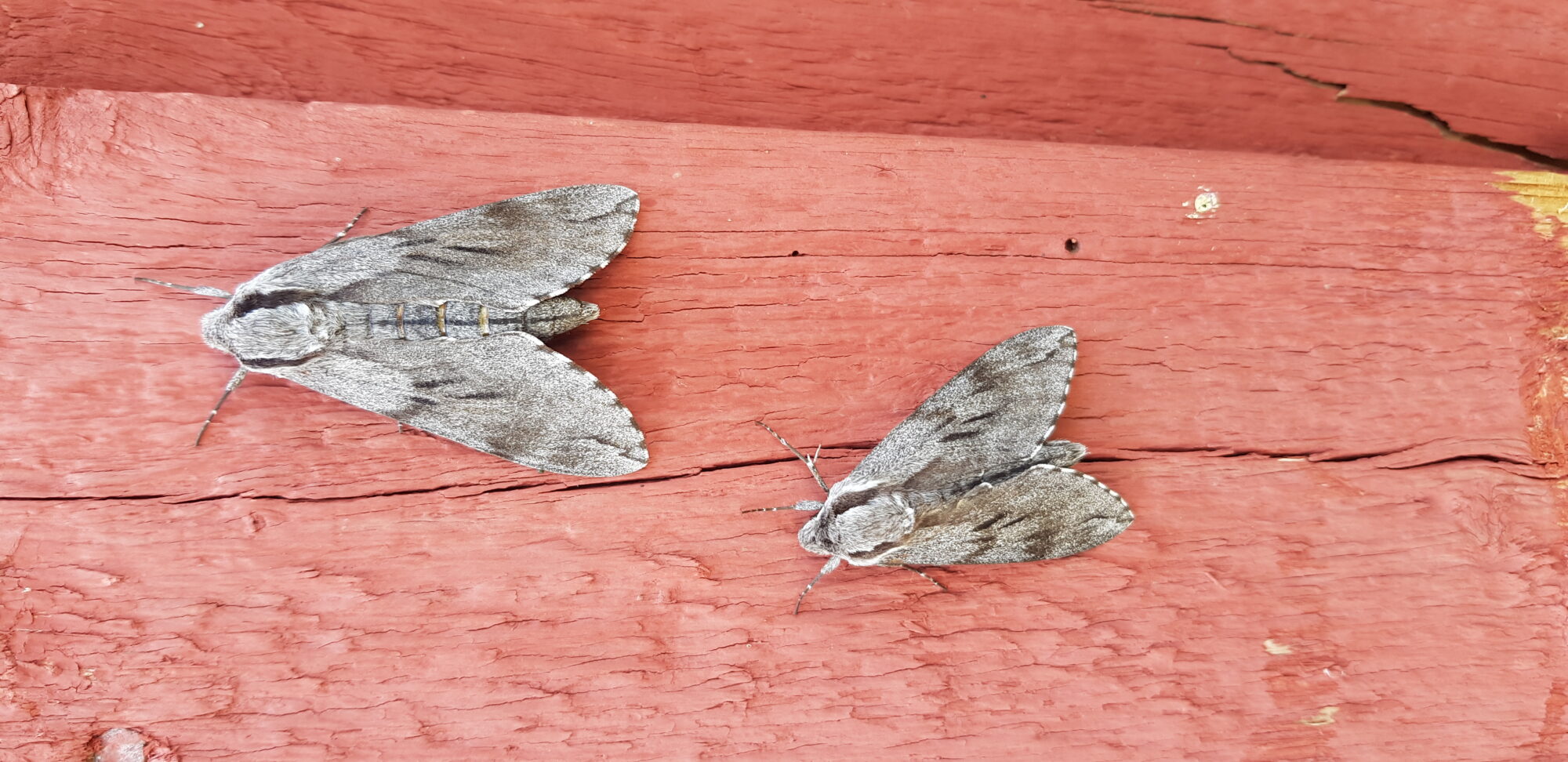 Valokuvaaja: Harry Yli-Uotila