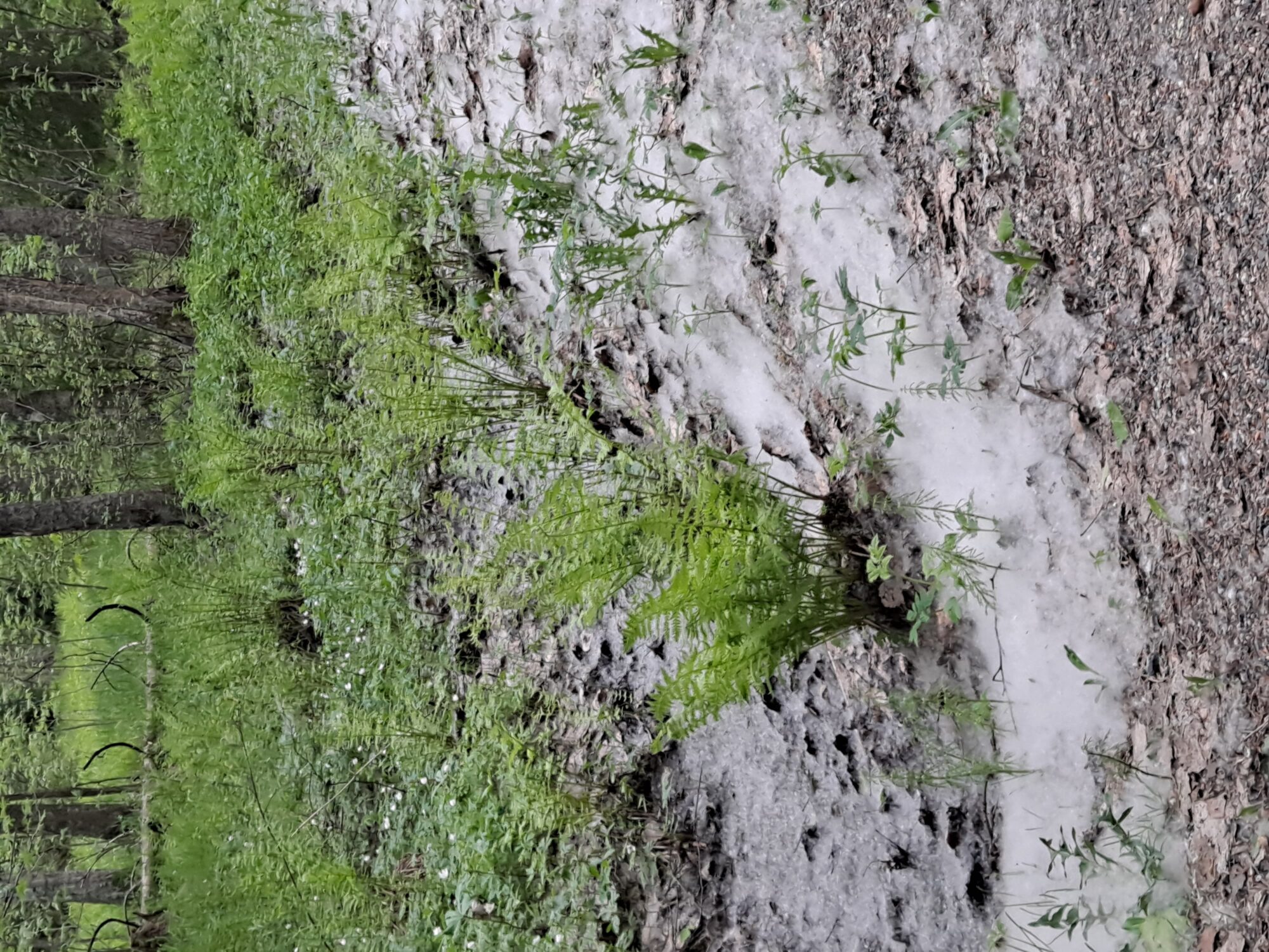 Valokuvaaja: Satu Suuntala