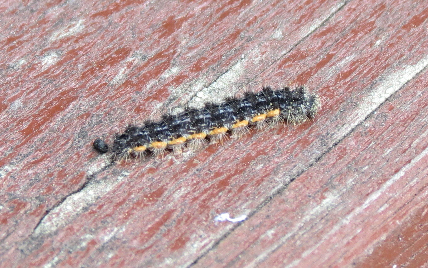 Valokuvaaja: Elina Vuorimaa-Laukkanen