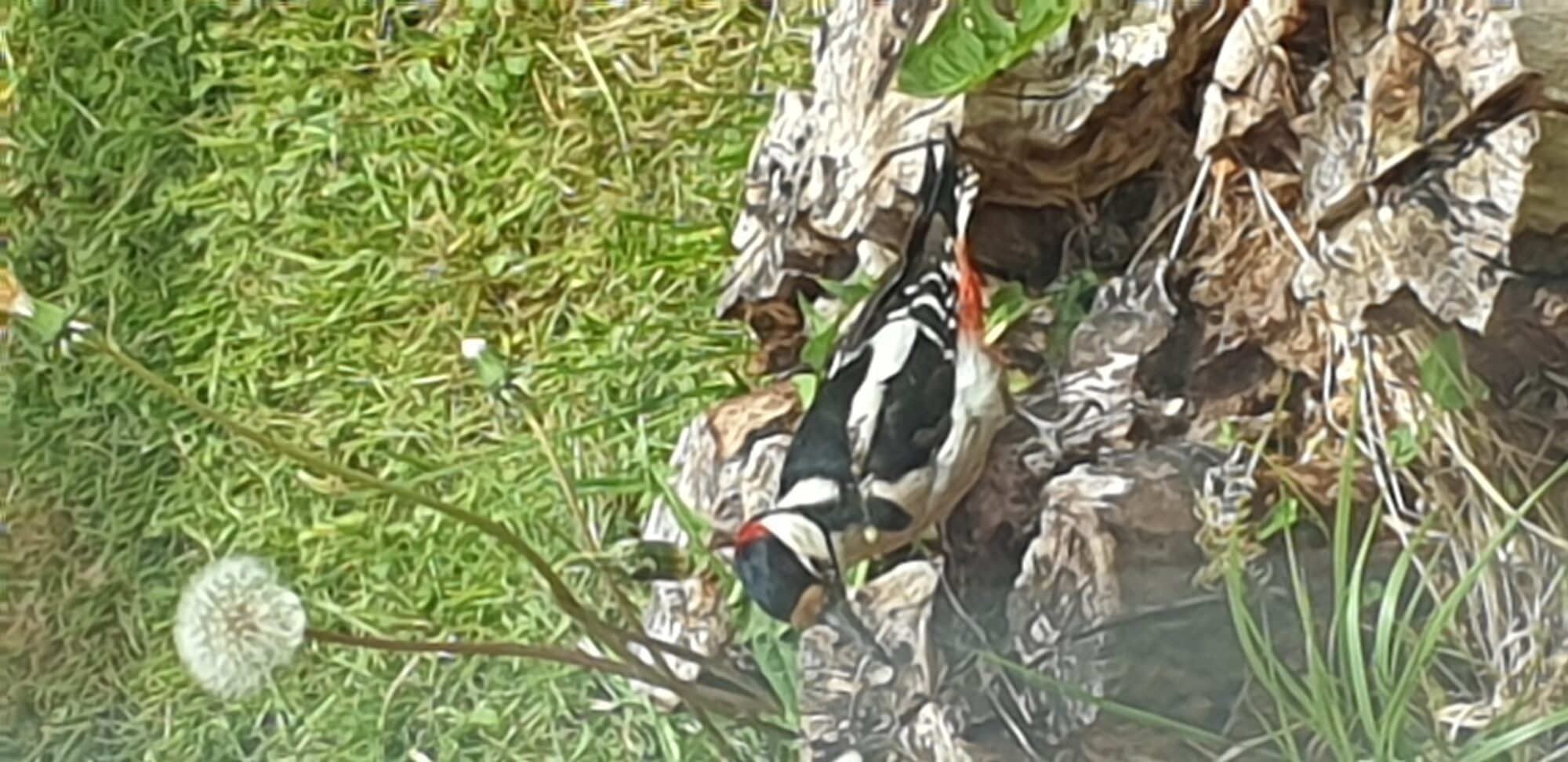 Valokuvaaja: Harry Yli-Uotila