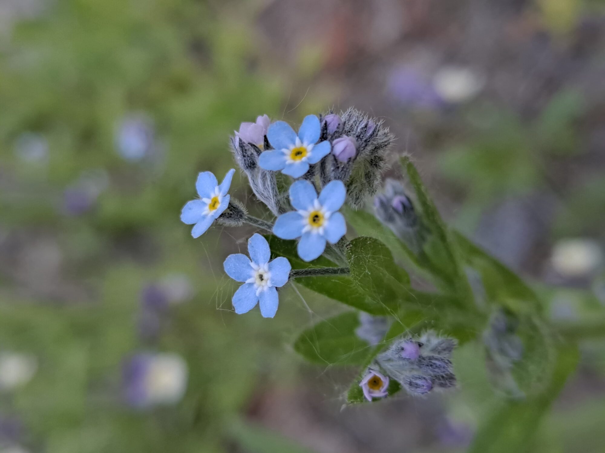 Valokuvaaja: Satu Suuntala