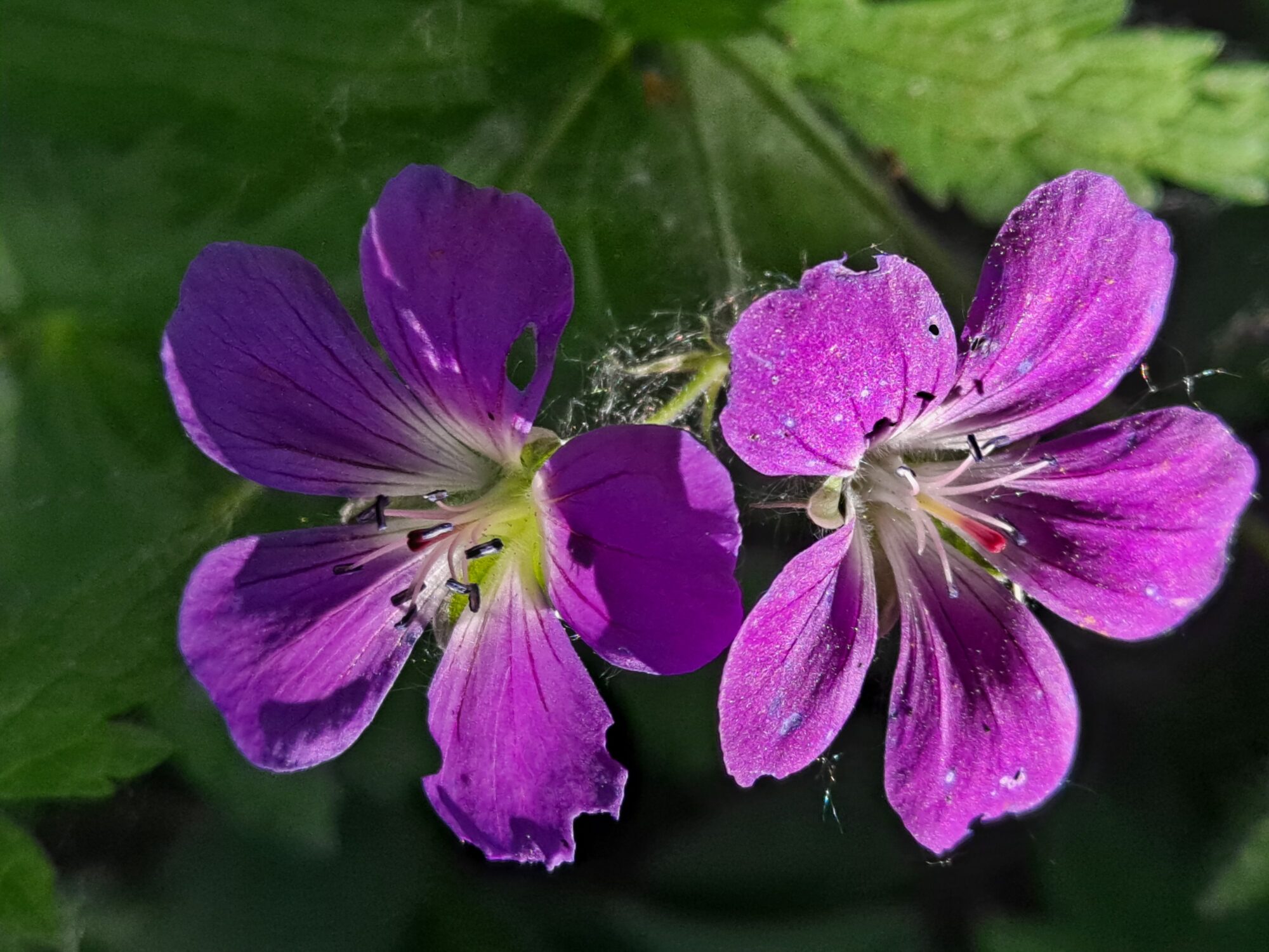 Valokuvaaja: Satu Suuntala