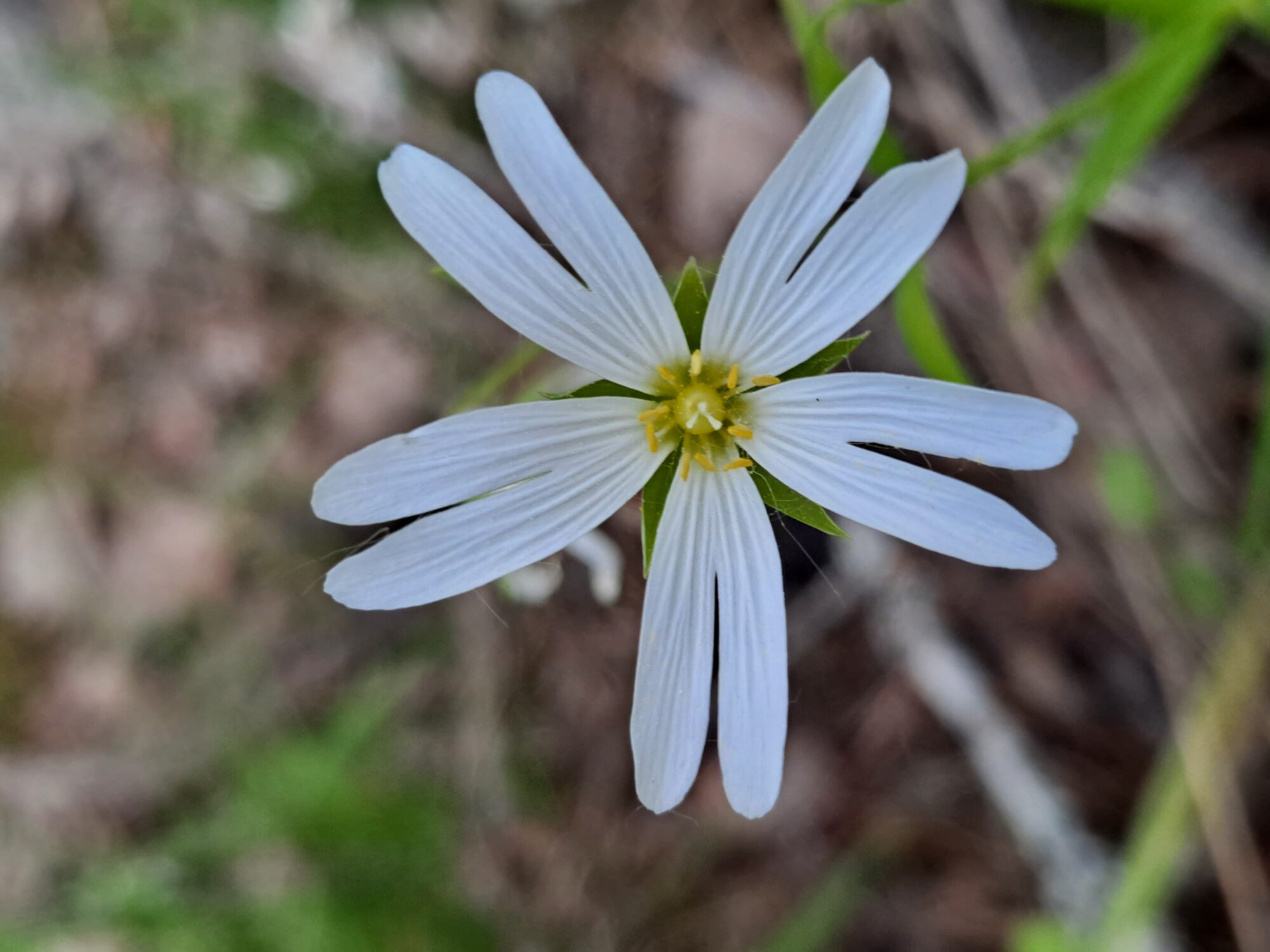 Valokuvaaja: Satu Suuntala