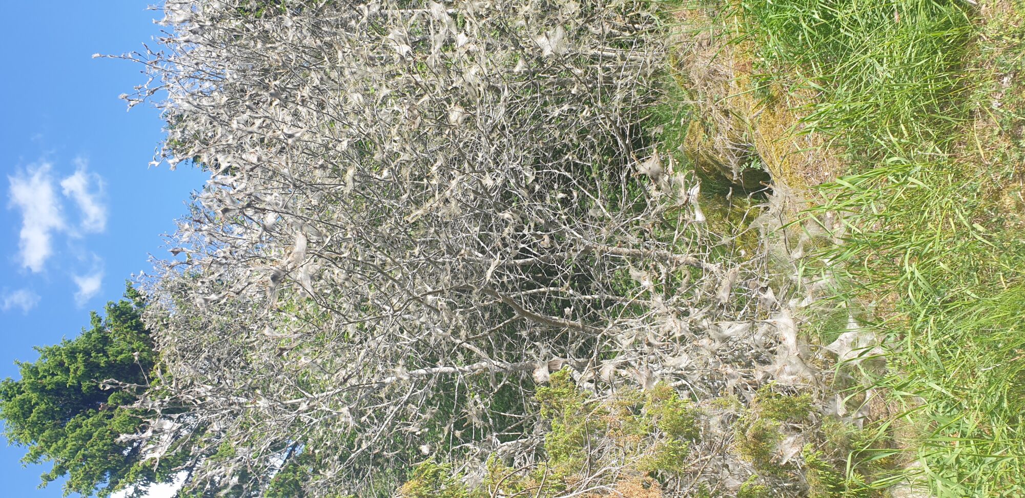 Valokuvaaja: Harry Yli-Uotila