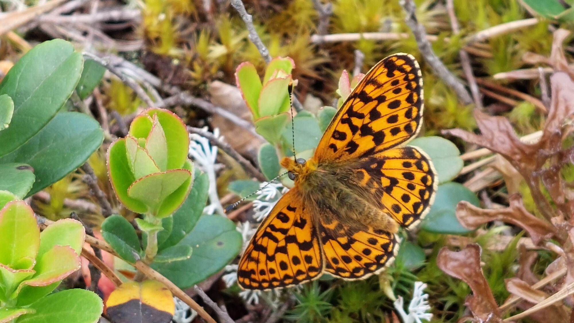 Valokuvaaja: Tarja Naukkarinen