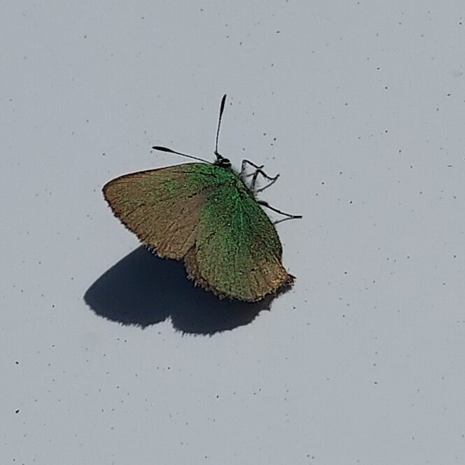 Valokuvaaja: Eija Johanna Saastamoinen