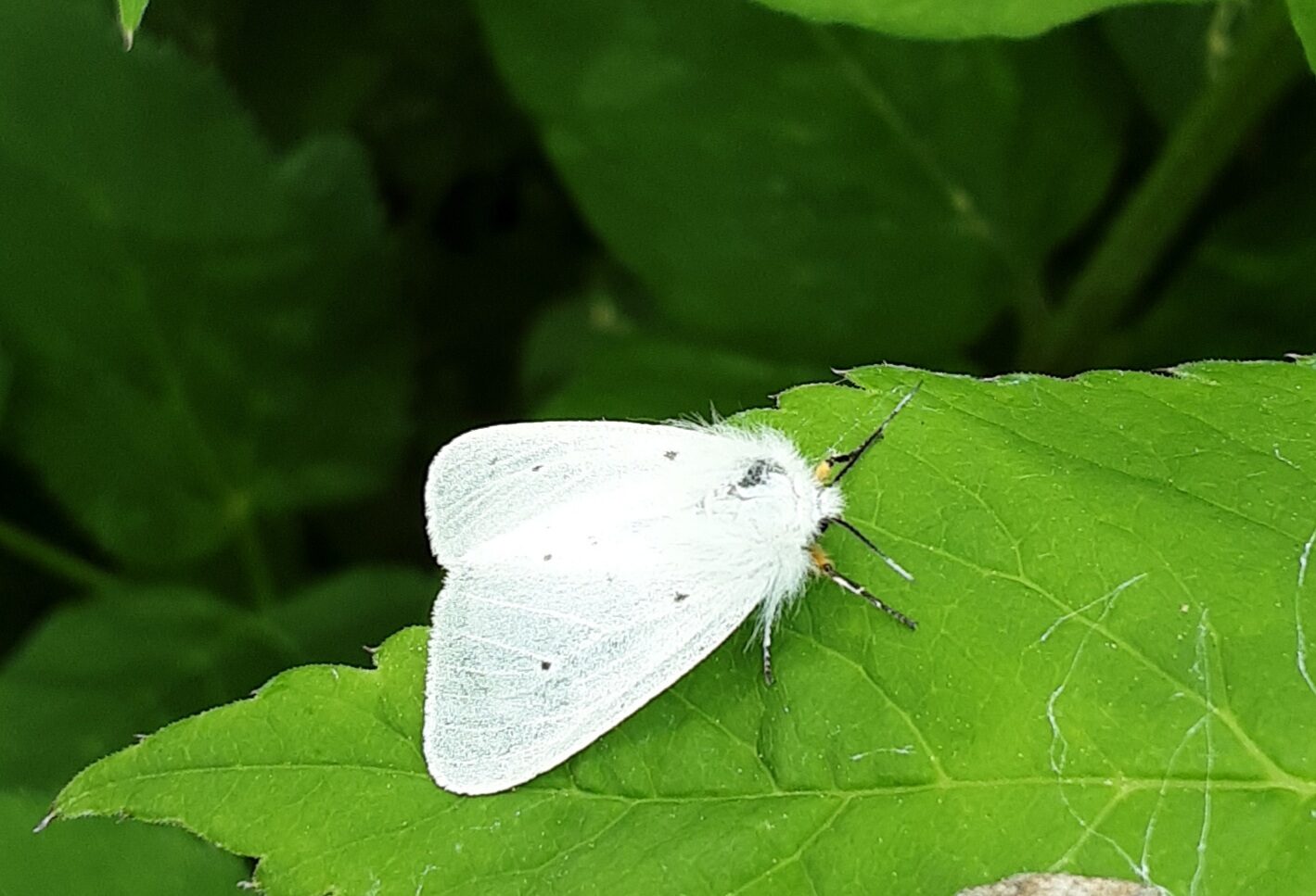 Valokuvaaja: Eija Johanna Saastamoinen Valokuvaaja: Eija Johanna Saastamoinen