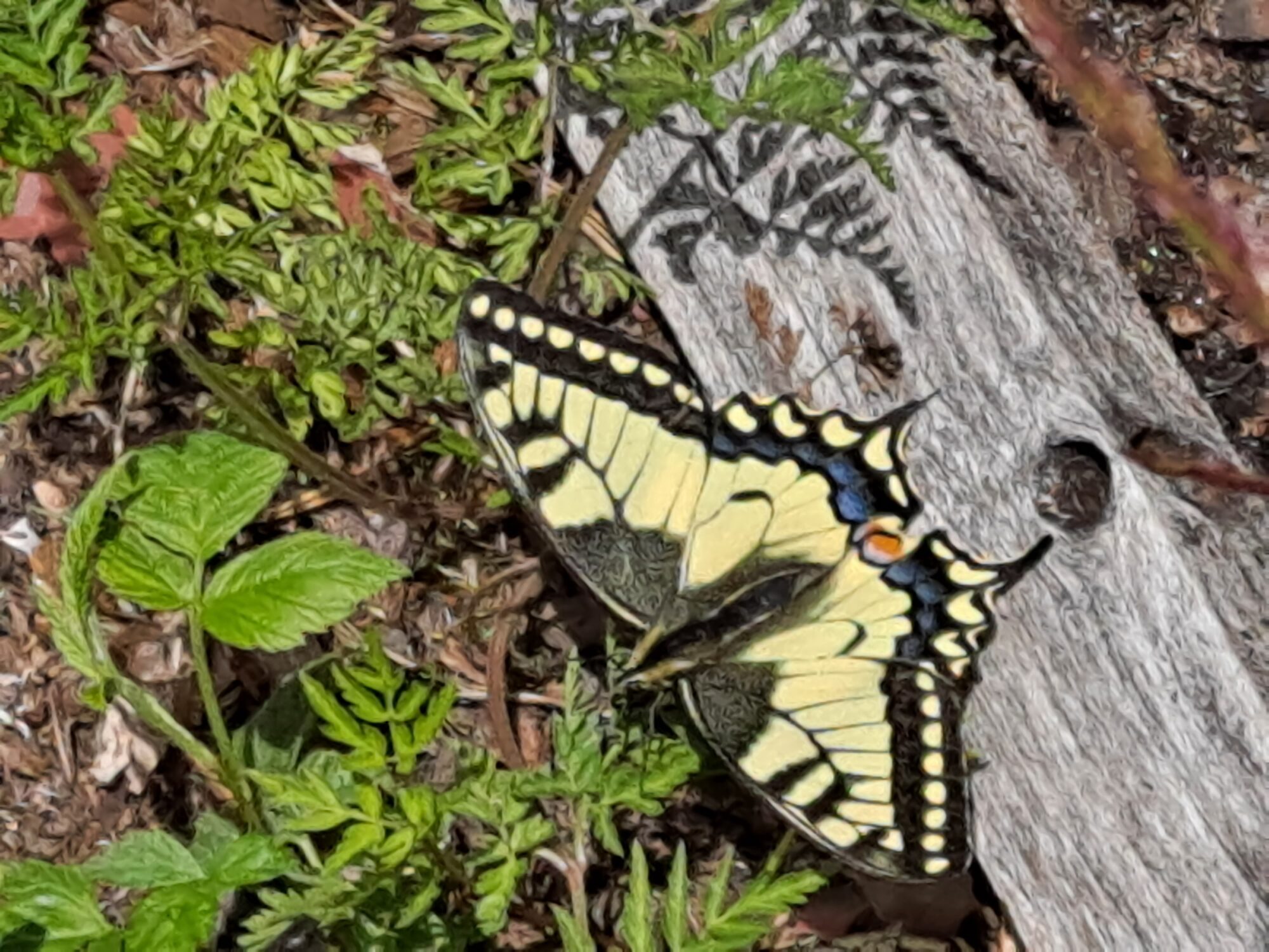 Valokuvaaja: Satu Suuntala
