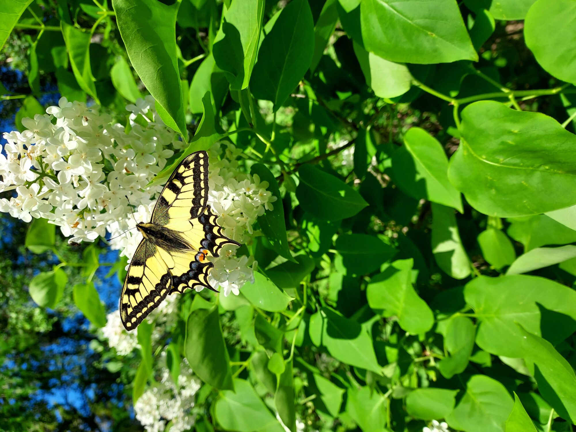 Valokuvaaja: Eija Johanna Saastamoinen