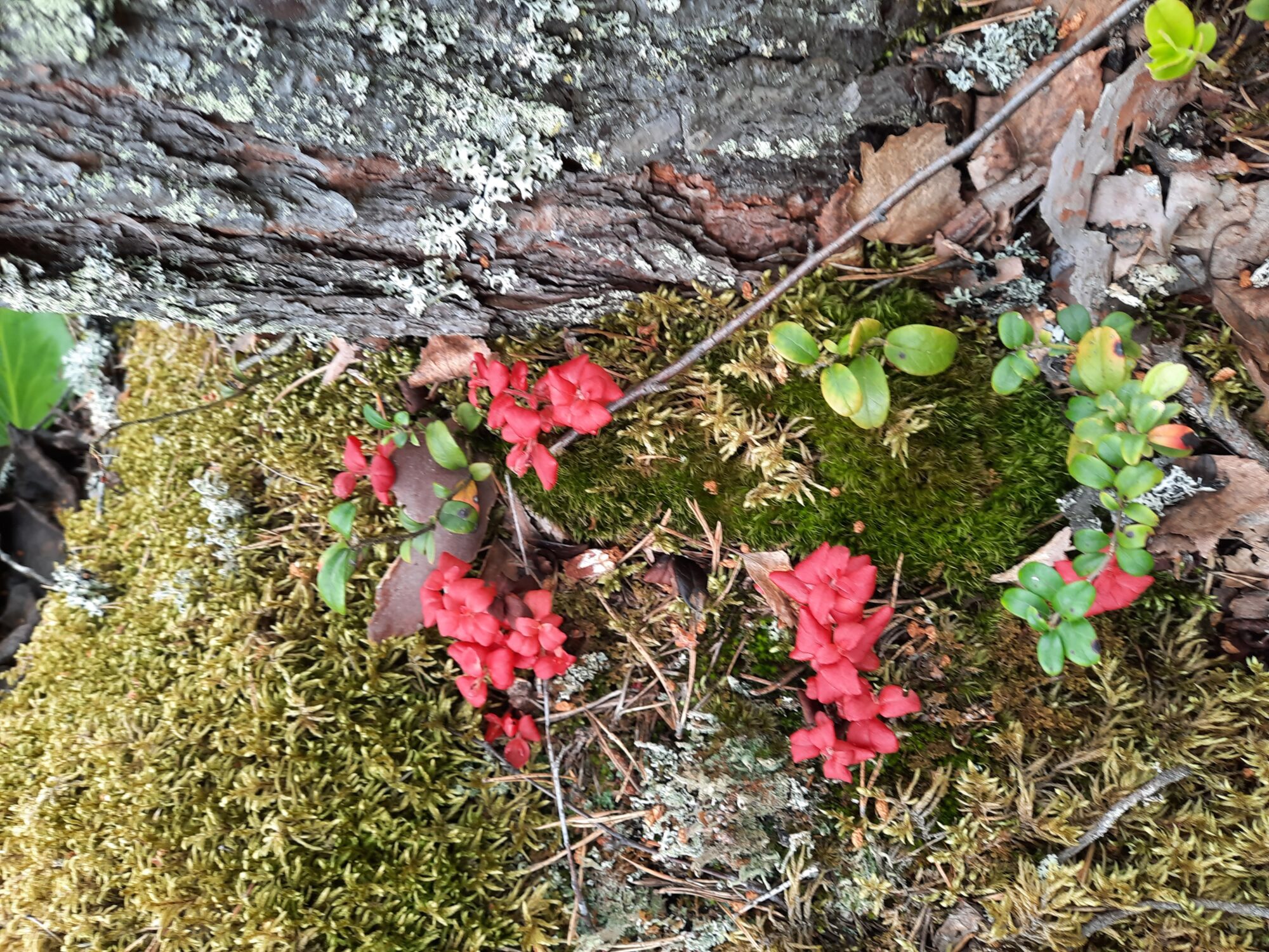 Valokuvaaja: Tuula Tuhkanen