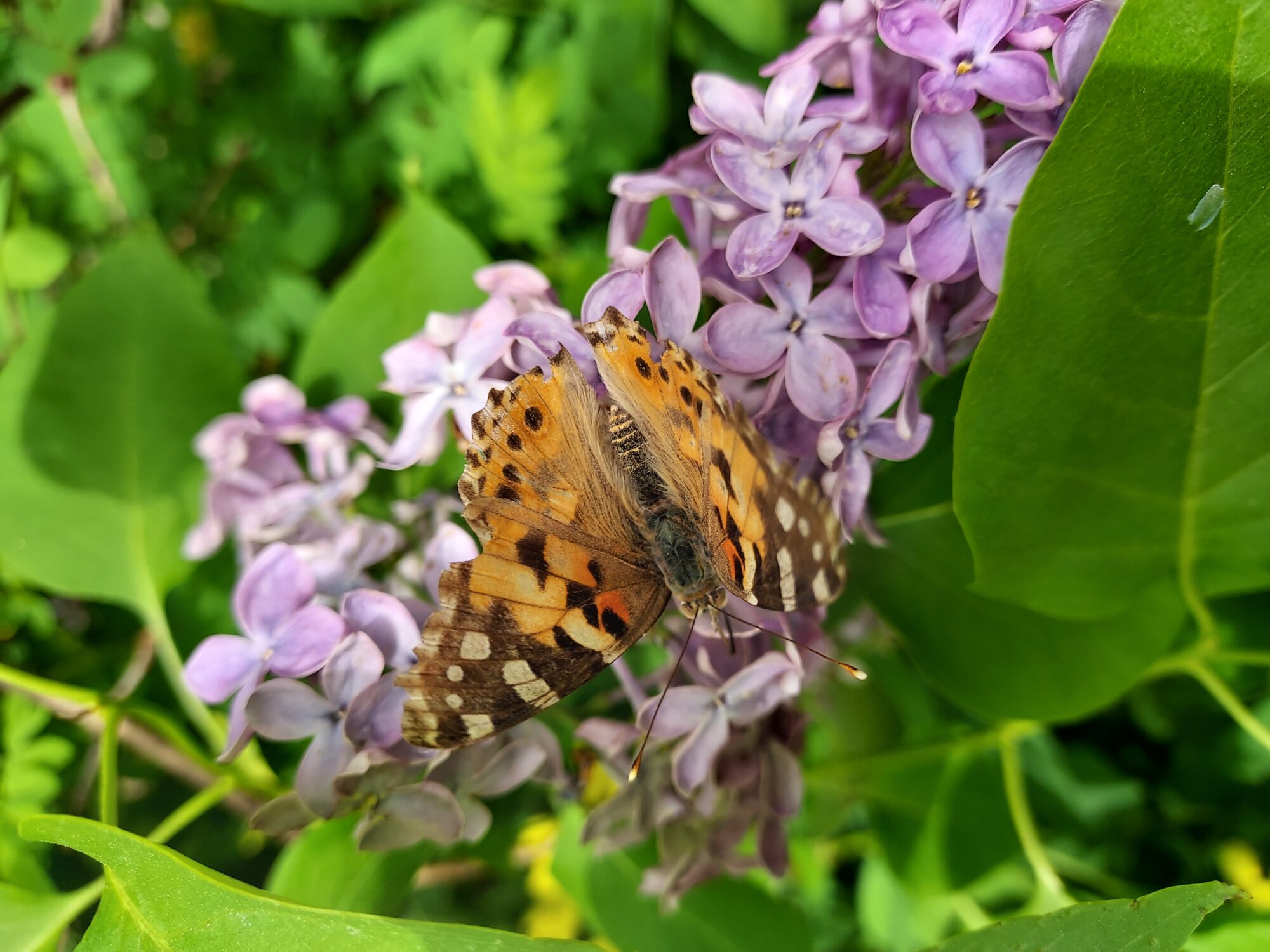 Valokuvaaja: Eija Johanna Saastamoinen
