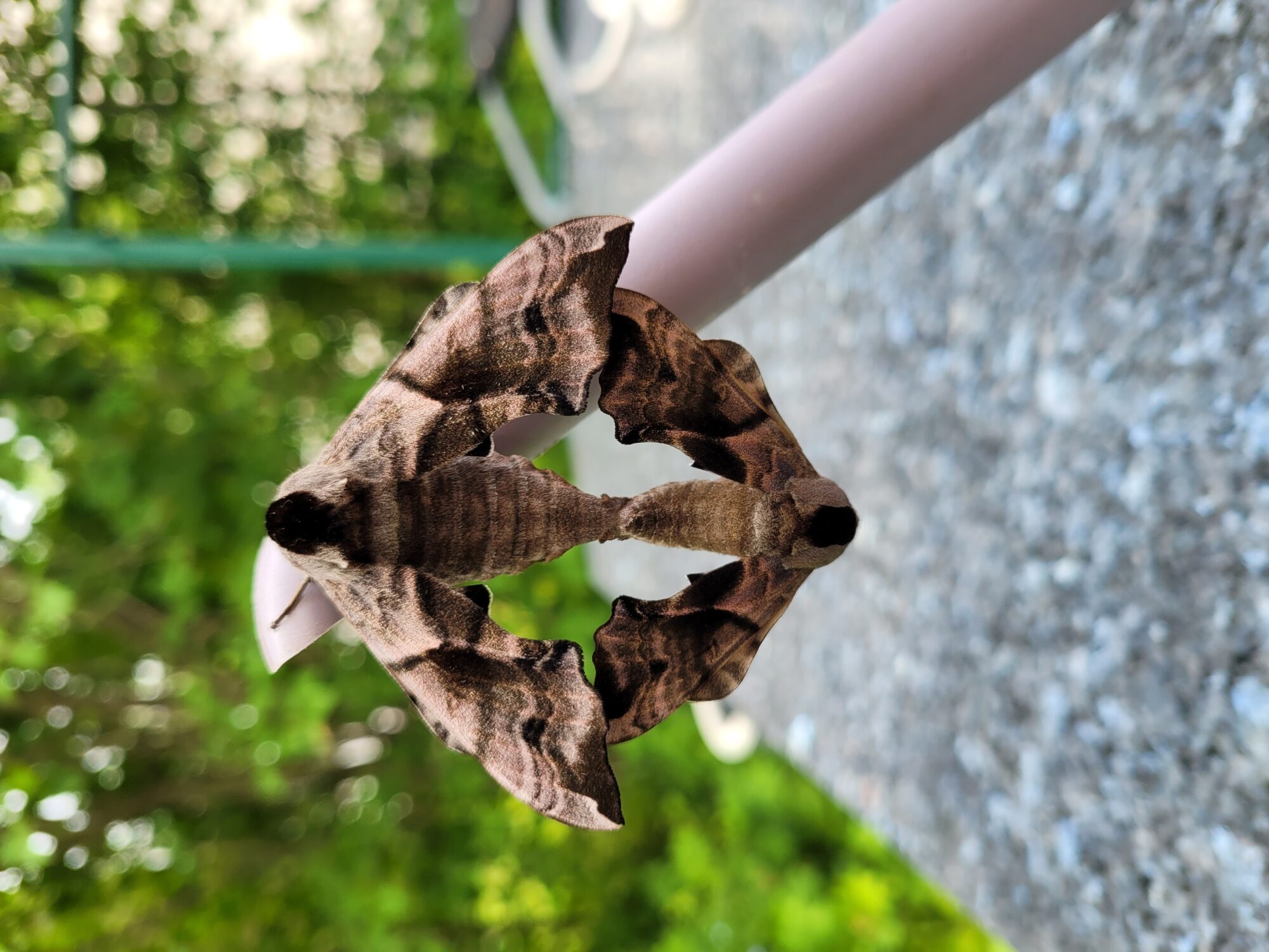 Valokuvaaja: Liisa Raitinpää