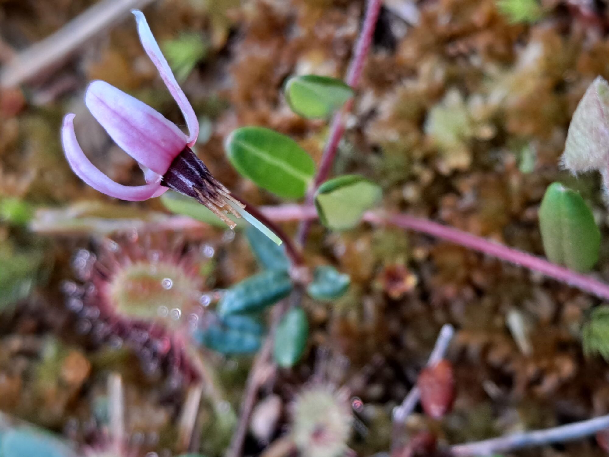 Valokuvaaja: Satu Suuntala