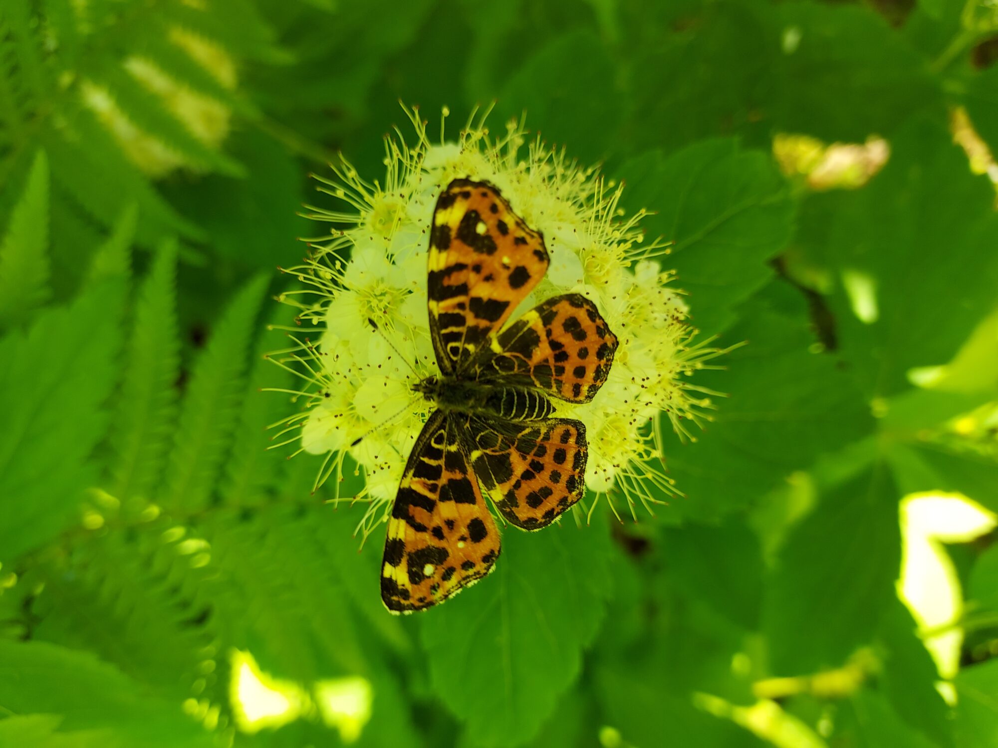 Valokuvaaja: Eija Johanna Saastamoinen