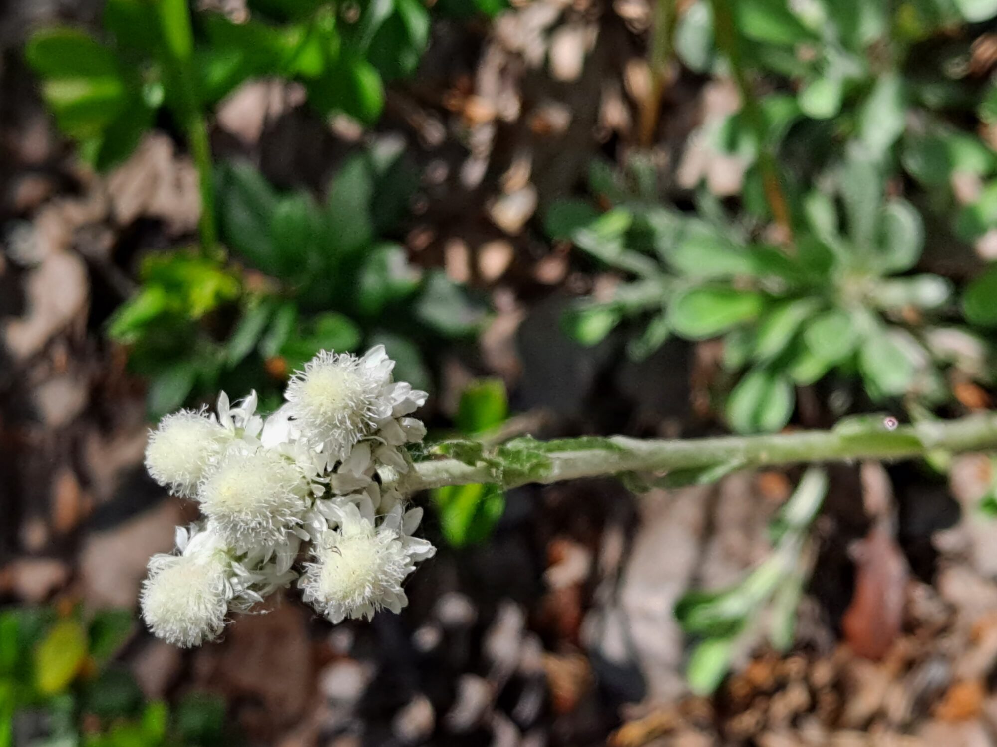 Valokuvaaja: Satu Suuntala