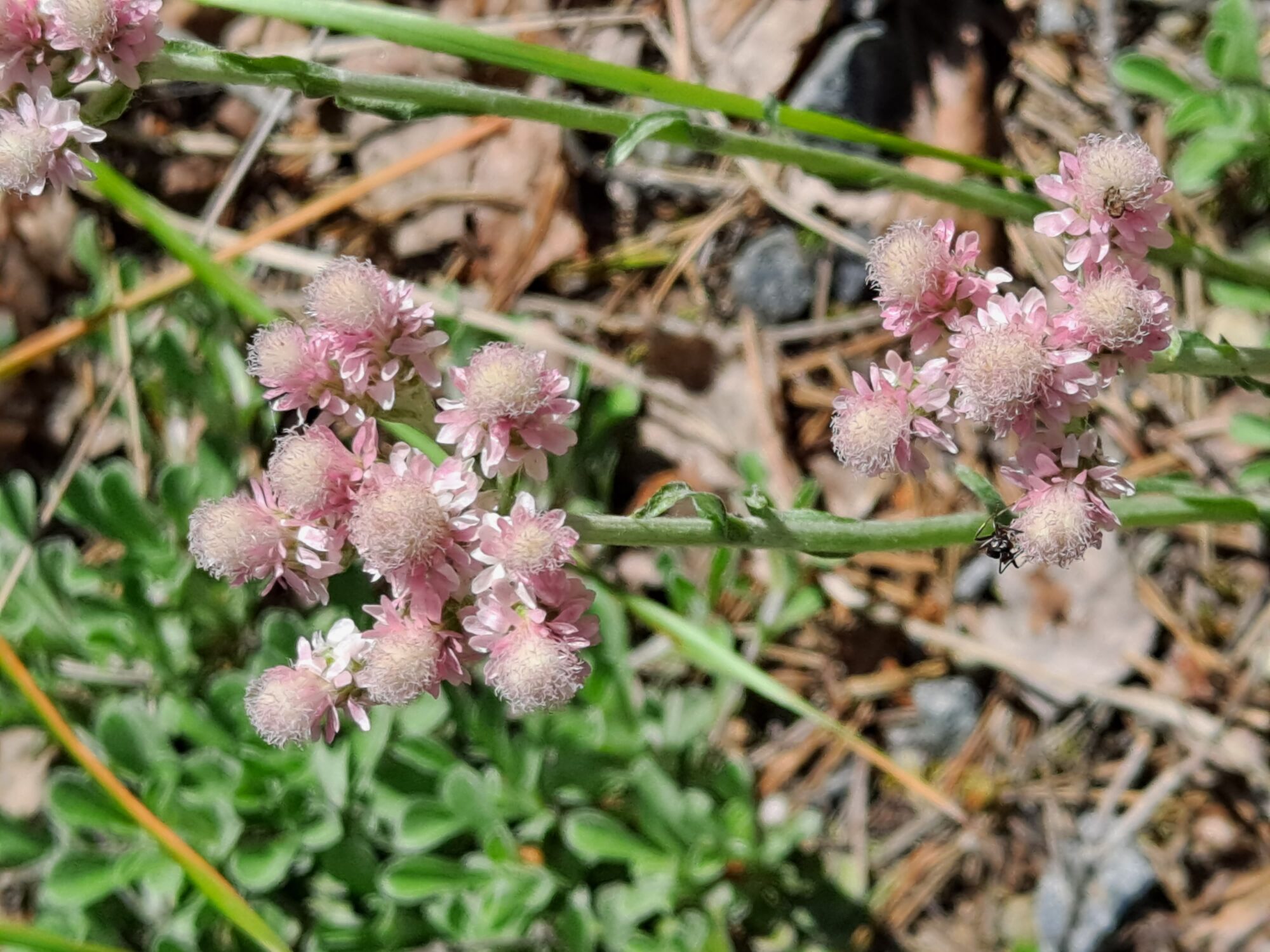 Valokuvaaja: Satu Suuntala