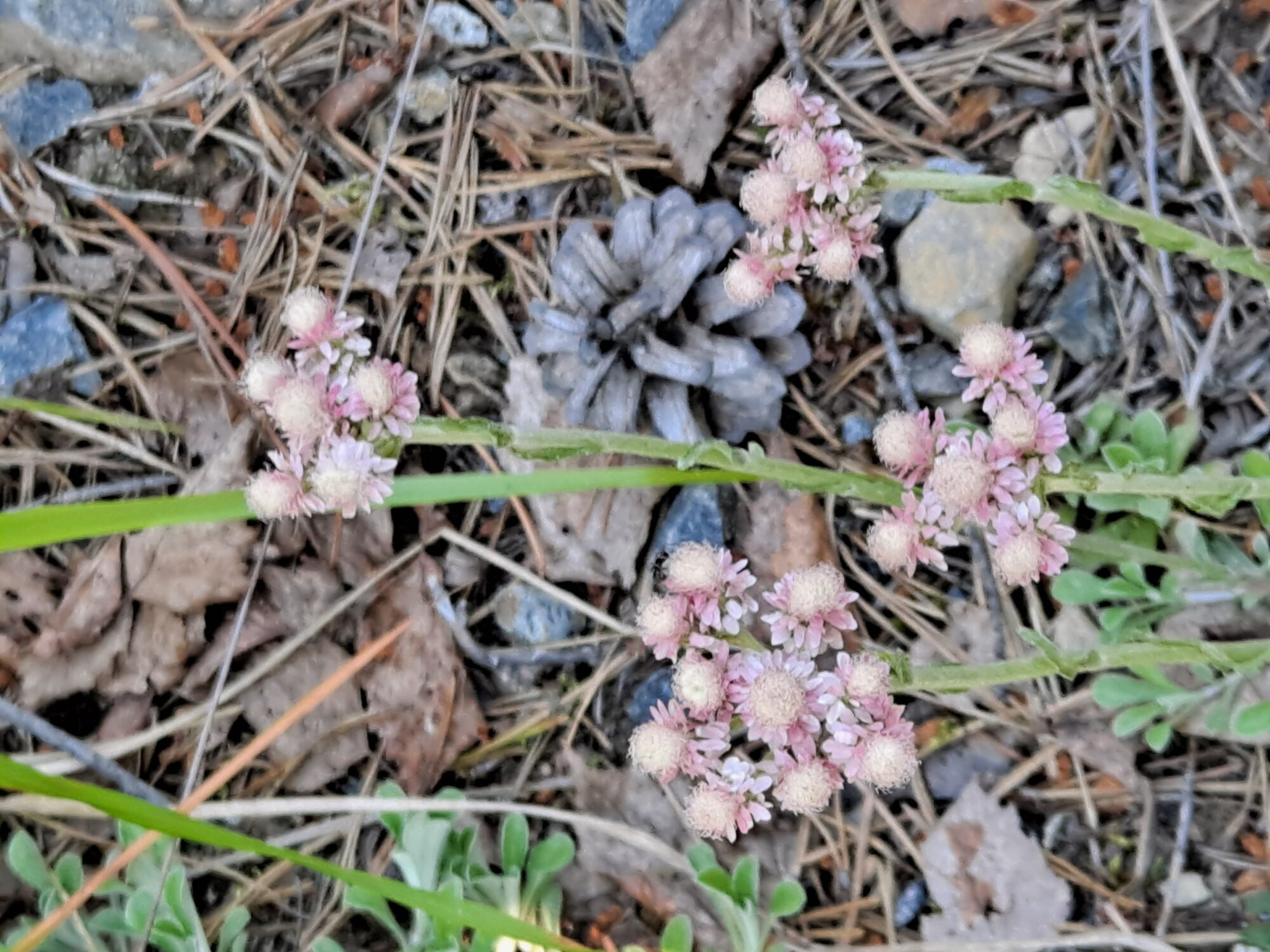 Valokuvaaja: Satu Suuntala Valokuvaaja: Satu Suuntala