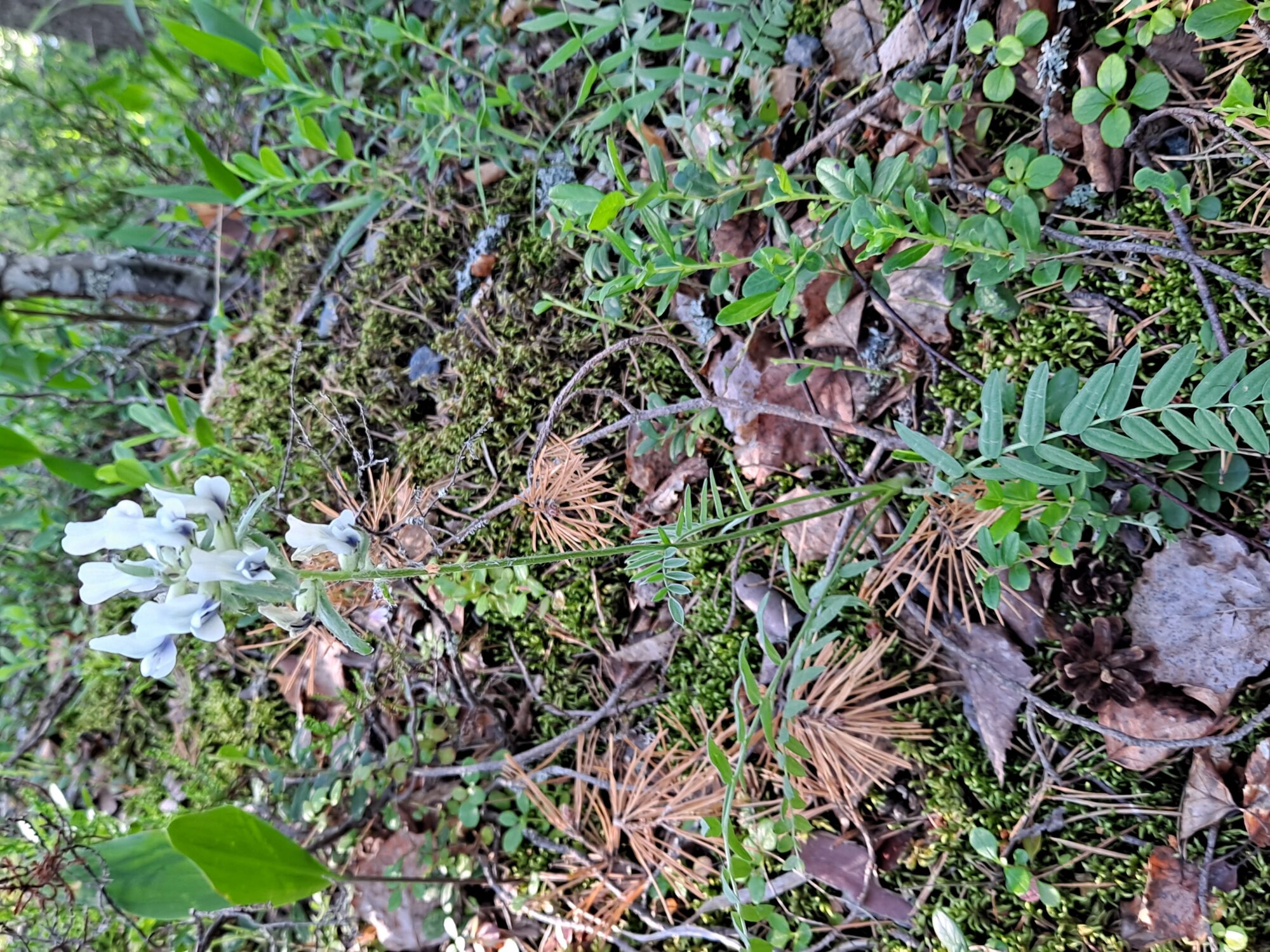 Valokuvaaja: Satu Suuntala Valokuvaaja: Satu Suuntala