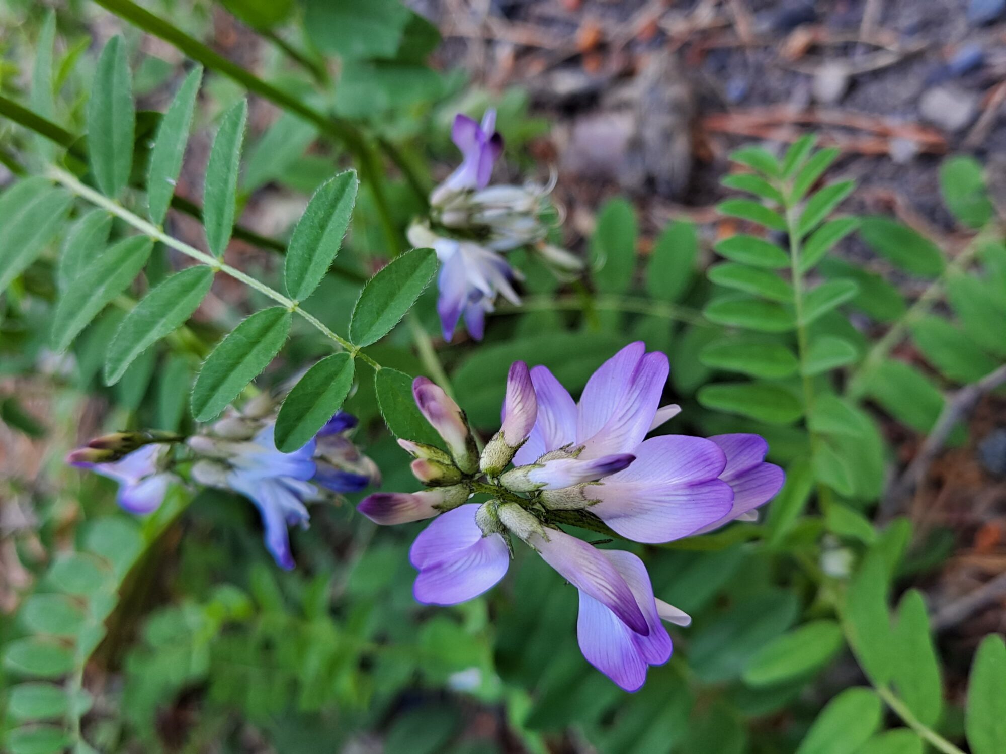 Valokuvaaja: Satu Suuntala