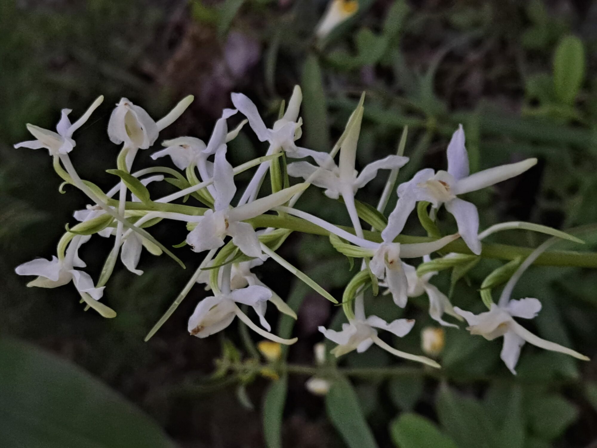 Valokuvaaja: Satu Suuntala