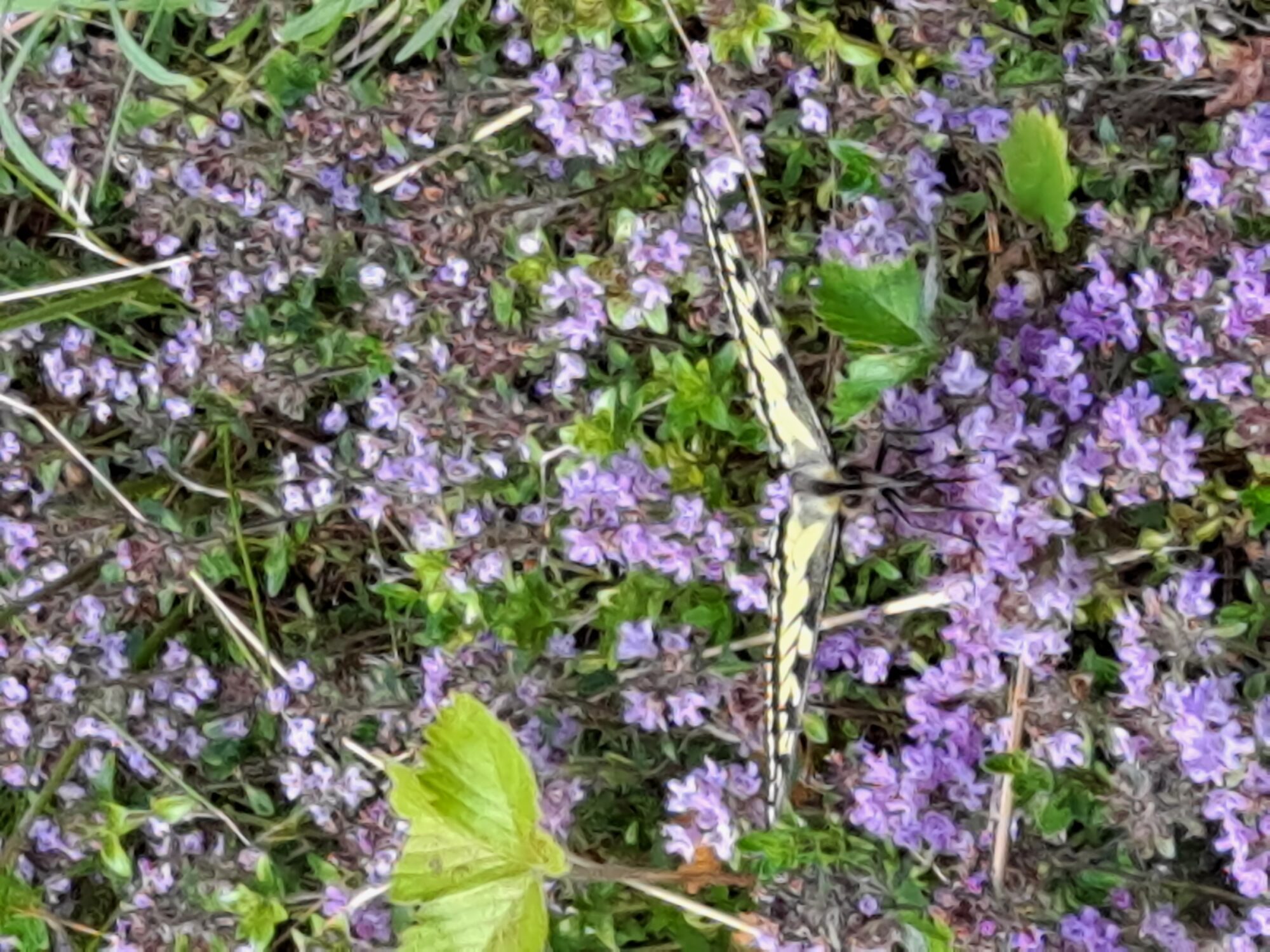 Valokuvaaja: Satu Suuntala Valokuvaaja: Satu Suuntala