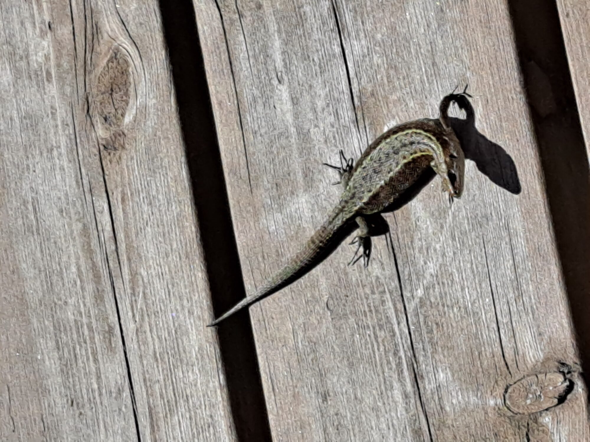 Valokuvaaja: Satu Suuntala