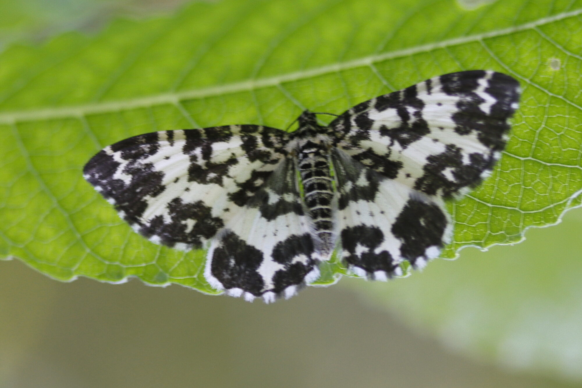 Valokuvaaja: Ritva Nieminen