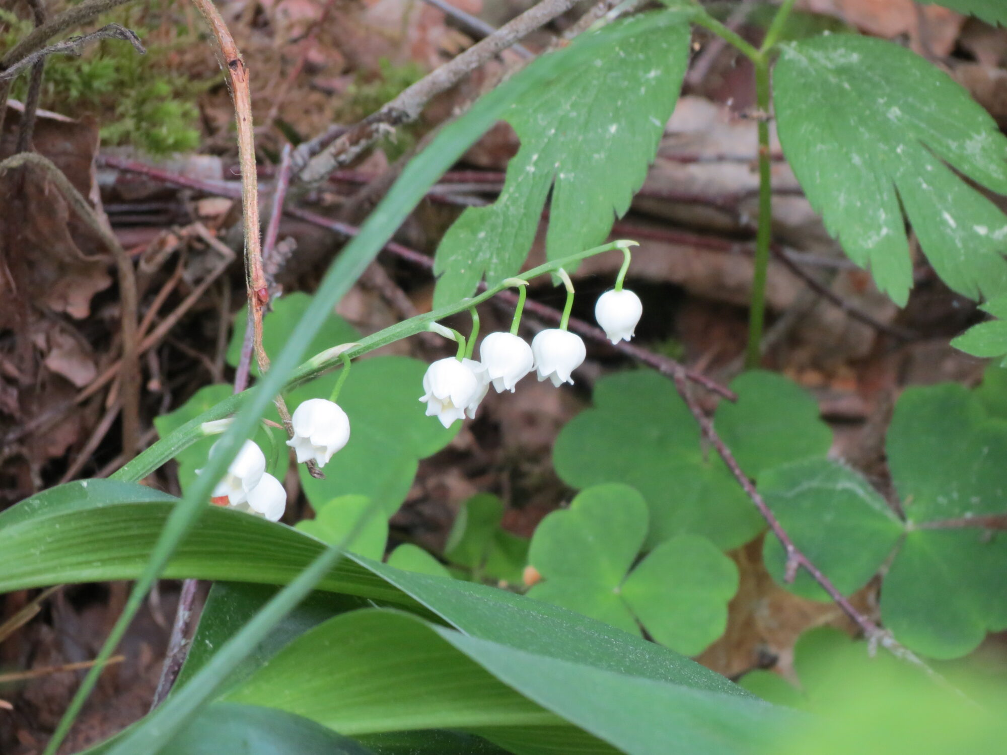 Valokuvaaja: Elina Vuorimaa-Laukkanen