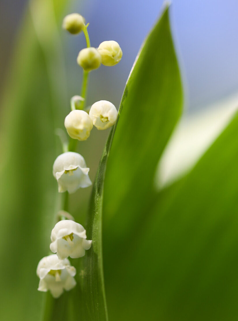 Valokuvaaja: Anne Patana