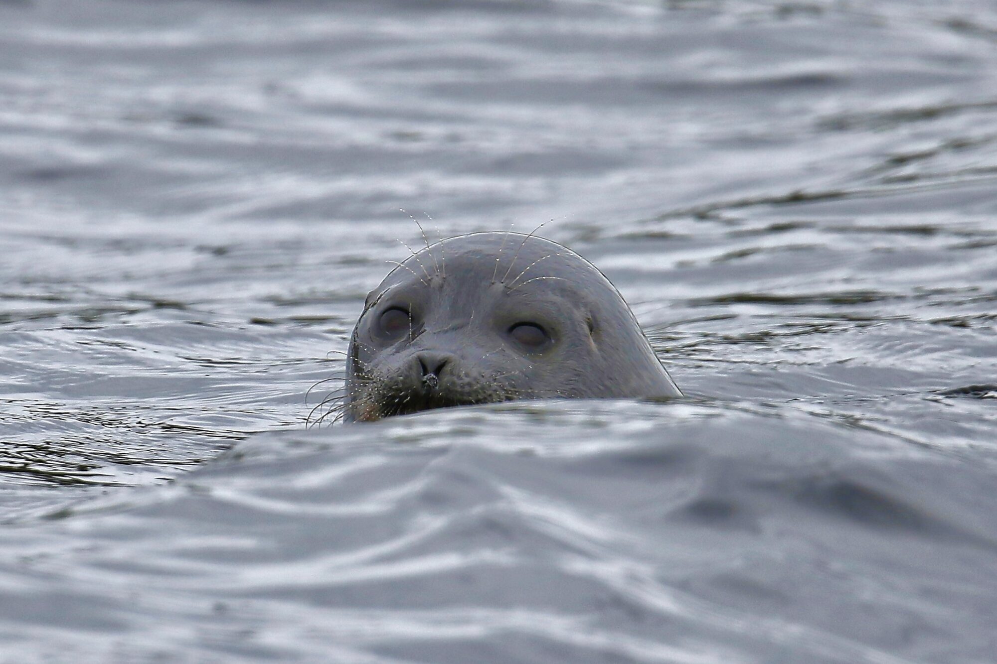 Valokuvaaja: Mikko Siikavesi
