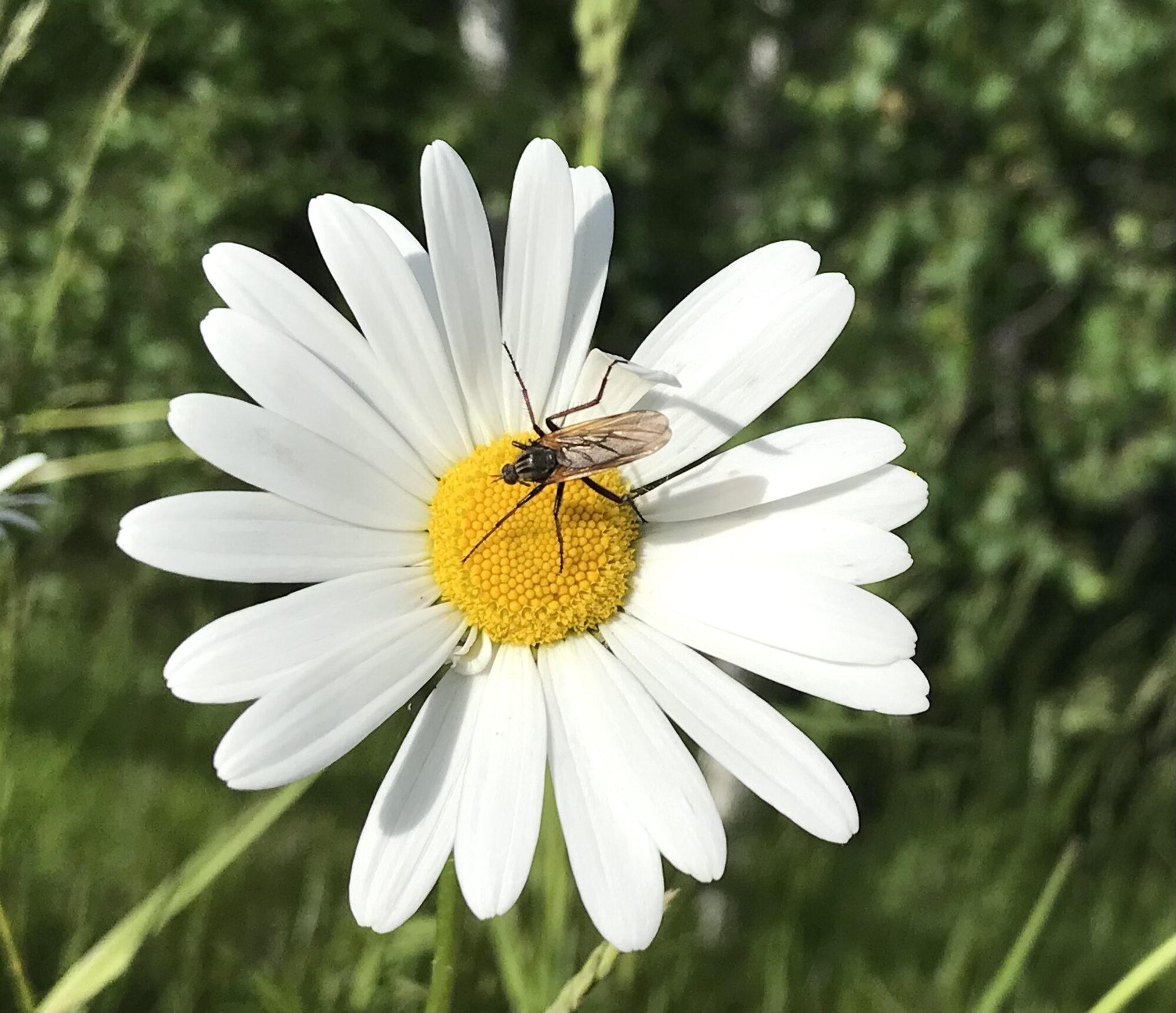 Valokuvaaja: Liisa Niiva-Korpela