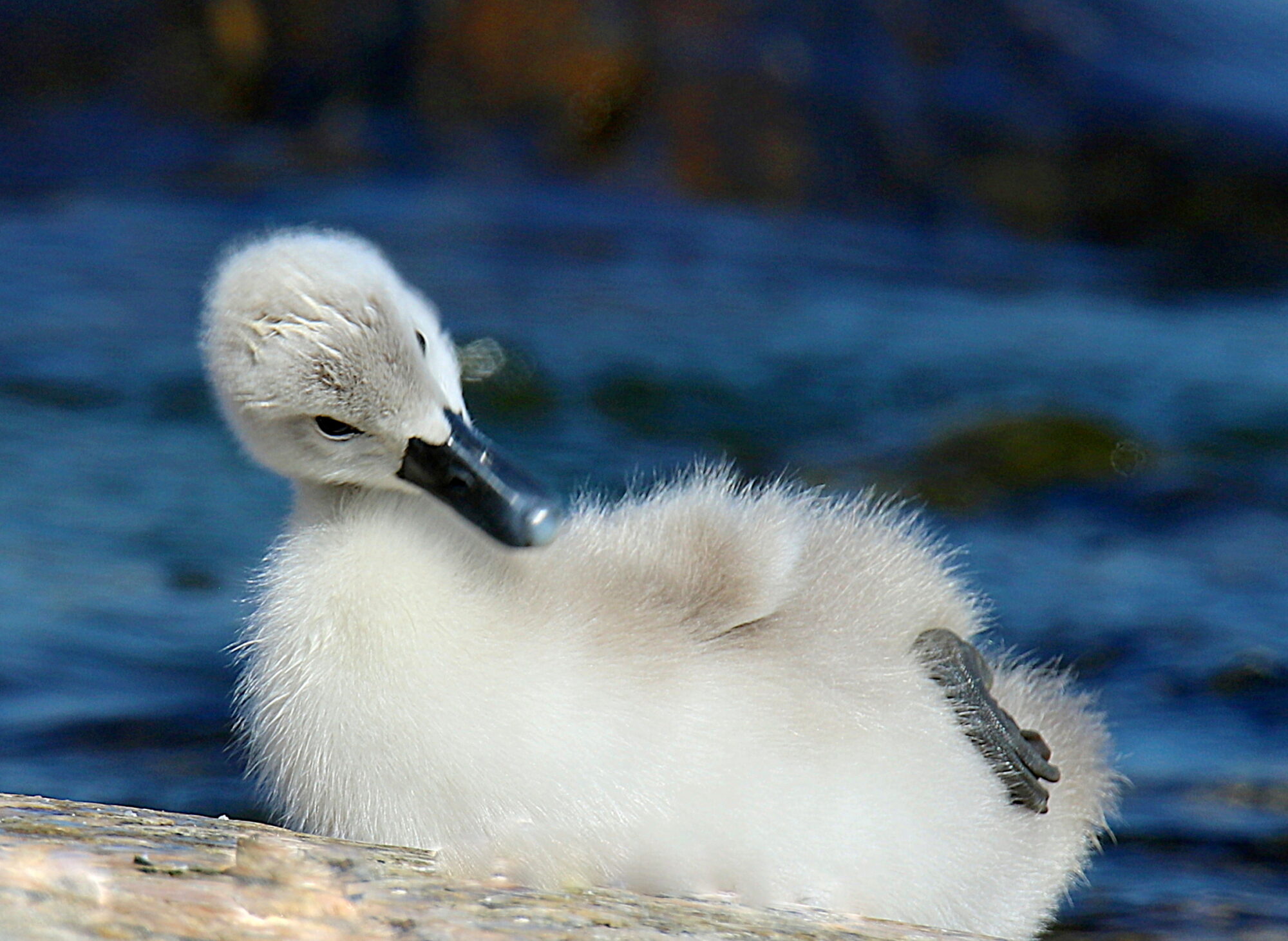 Valokuvaaja: sirpa jyske Valokuvaaja: sirpa jyske