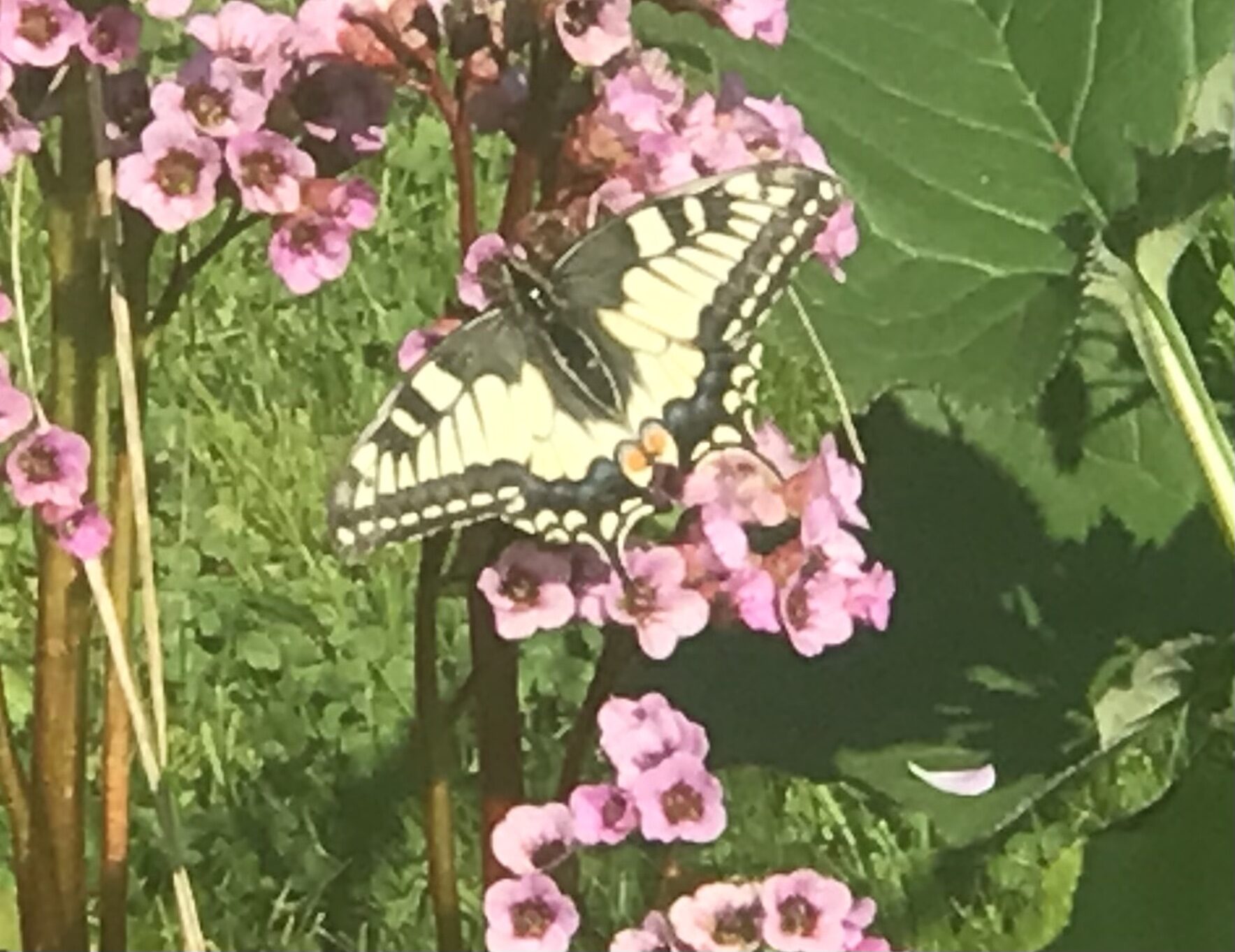 Valokuvaaja: Sarita Helttunen