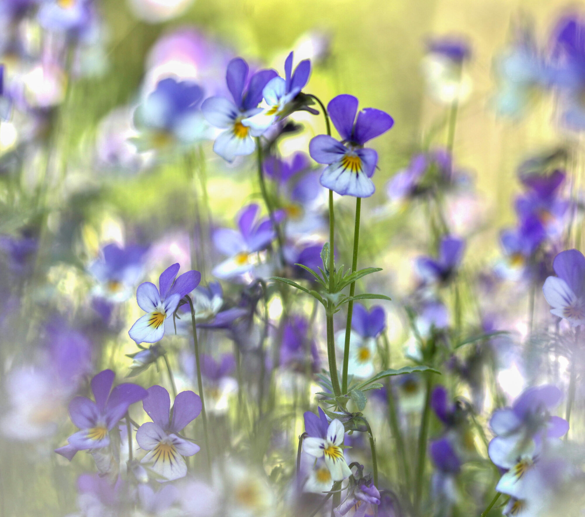 Valokuvaaja: Anne Patana