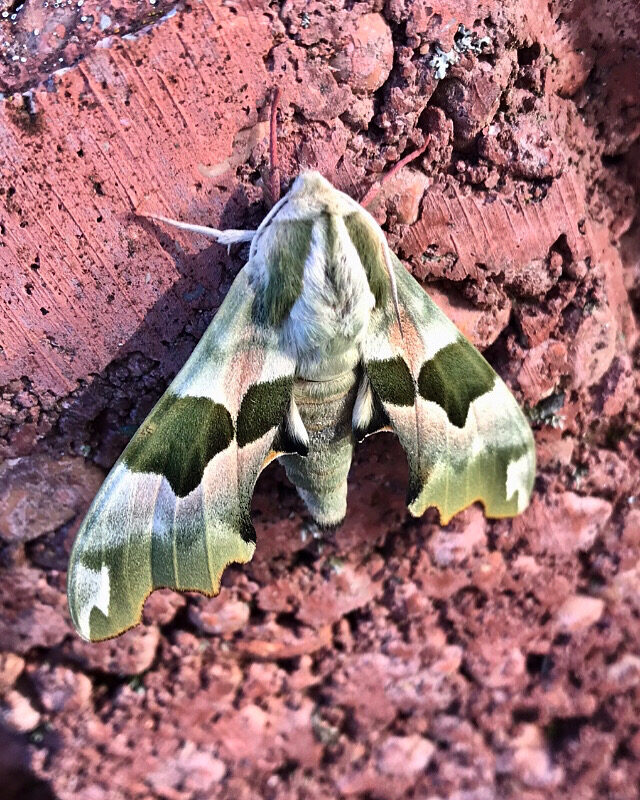 Valokuvaaja: Noora Viitalo