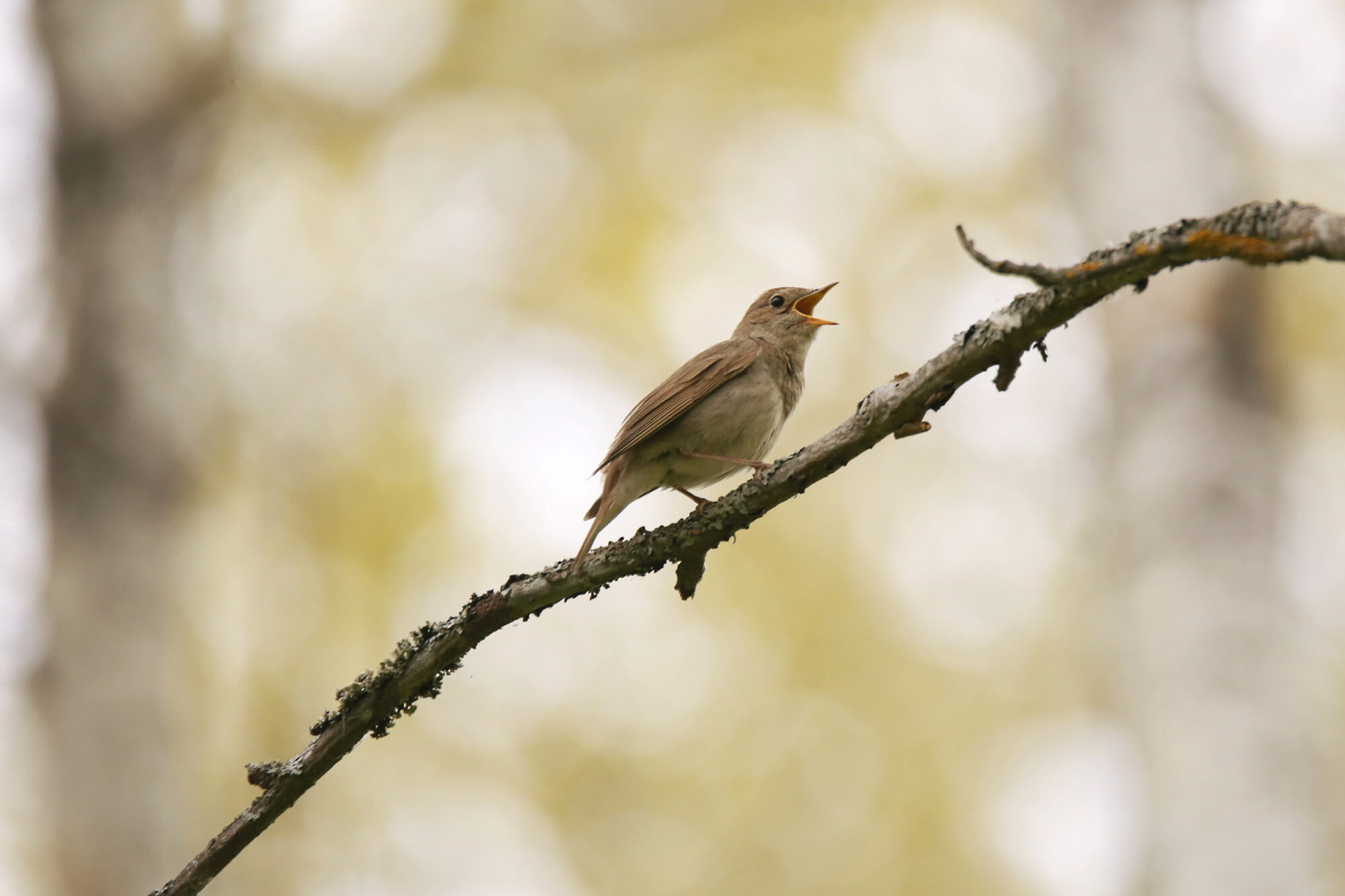 Valokuvaaja: Anne Jääskeläinen