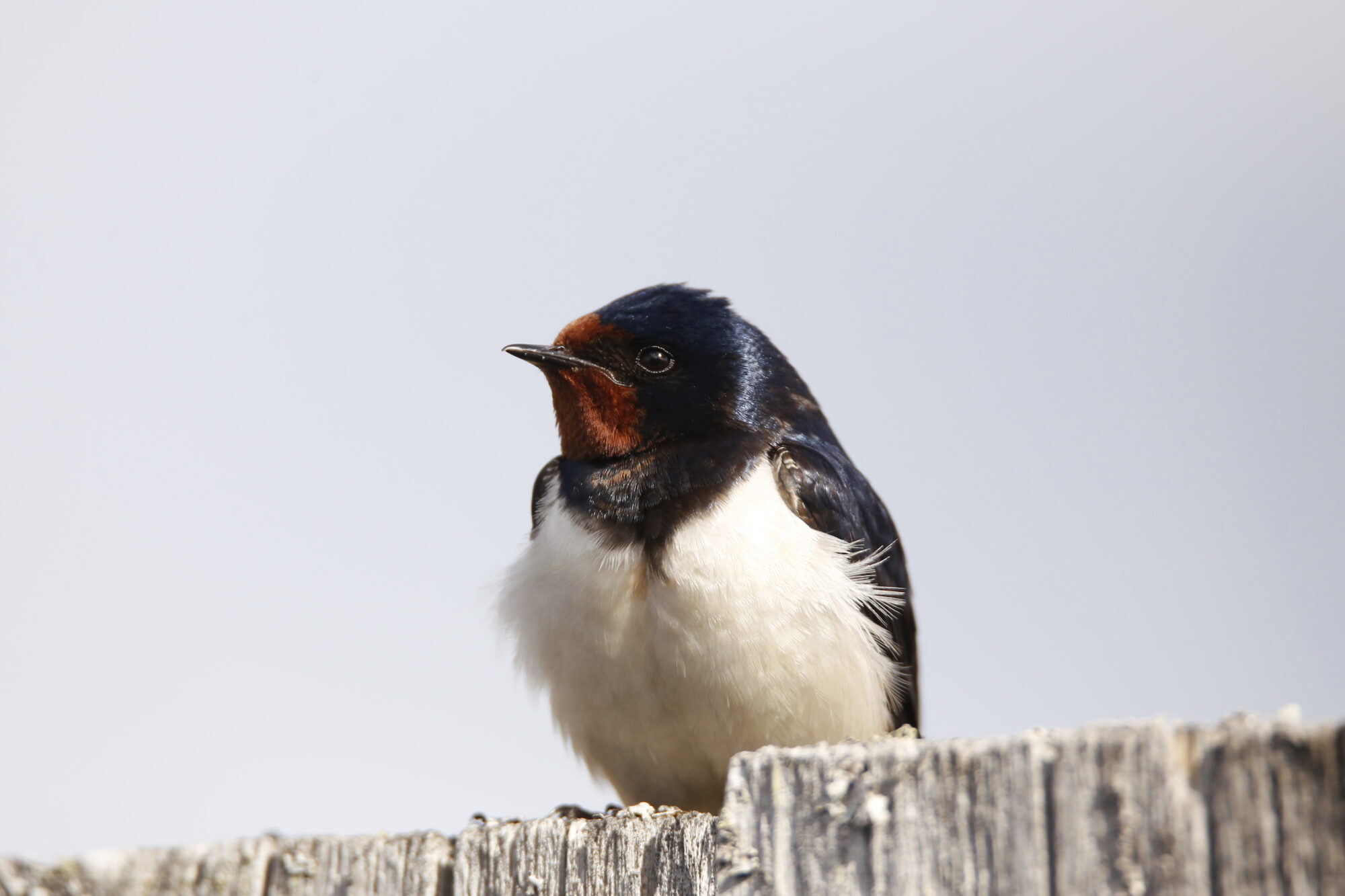Valokuvaaja: Anne Jääskeläinen