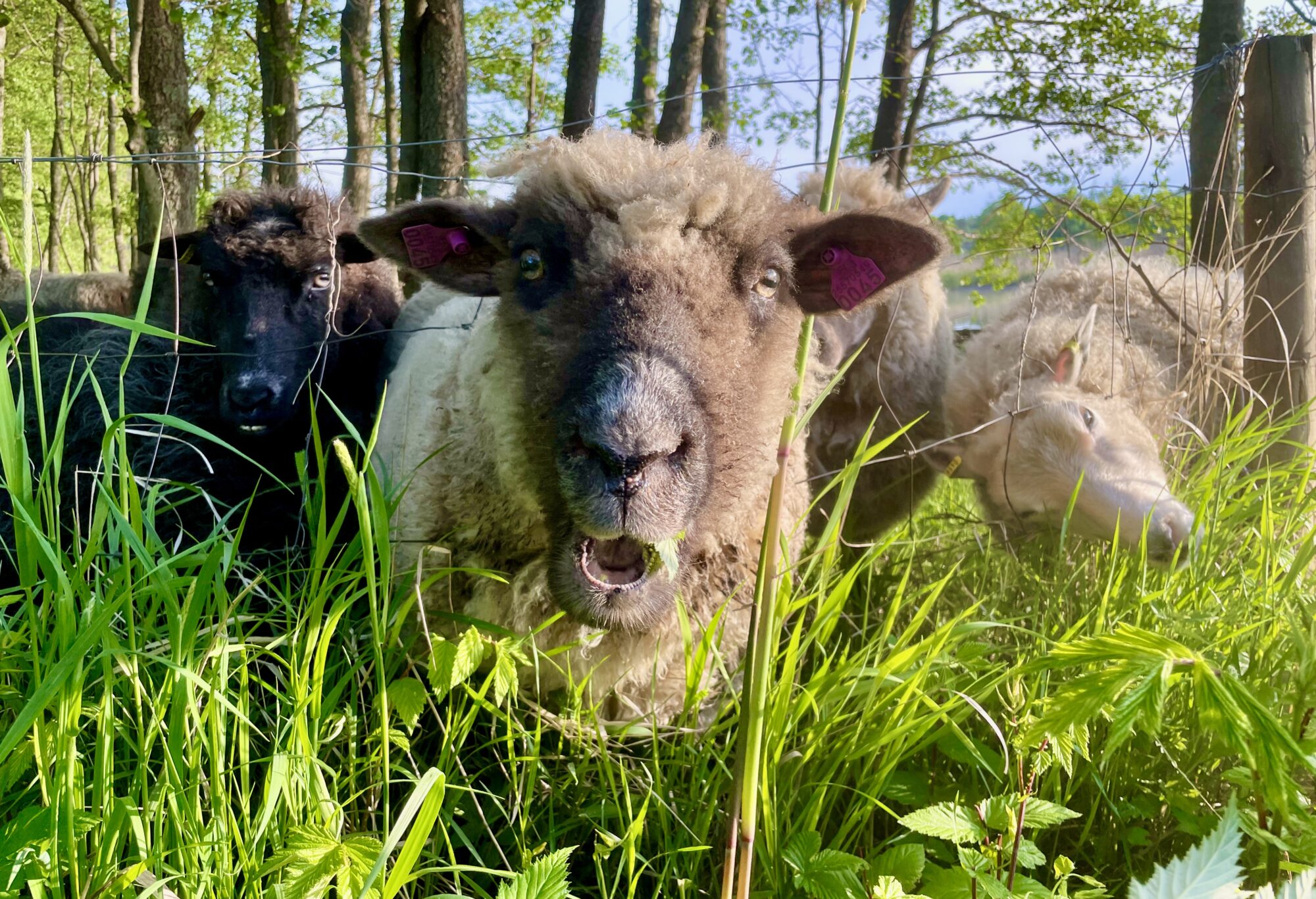 Valokuvaaja: Juhani Peltonen