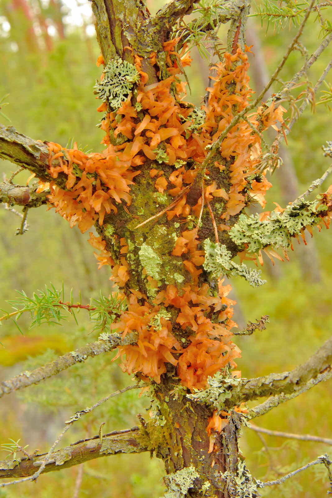 Valokuvaaja: Reijo Juurinen