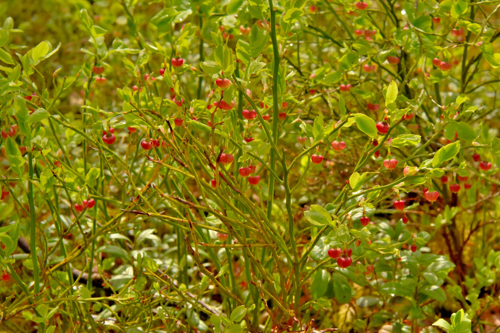 Valokuvaaja: Reijo Juurinen