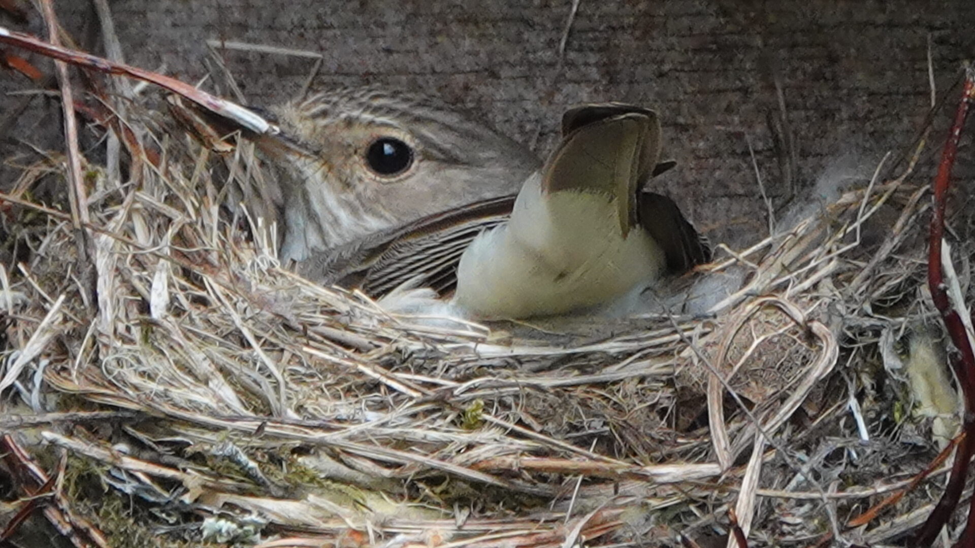 Valokuvaaja: Vesa Syrjälä