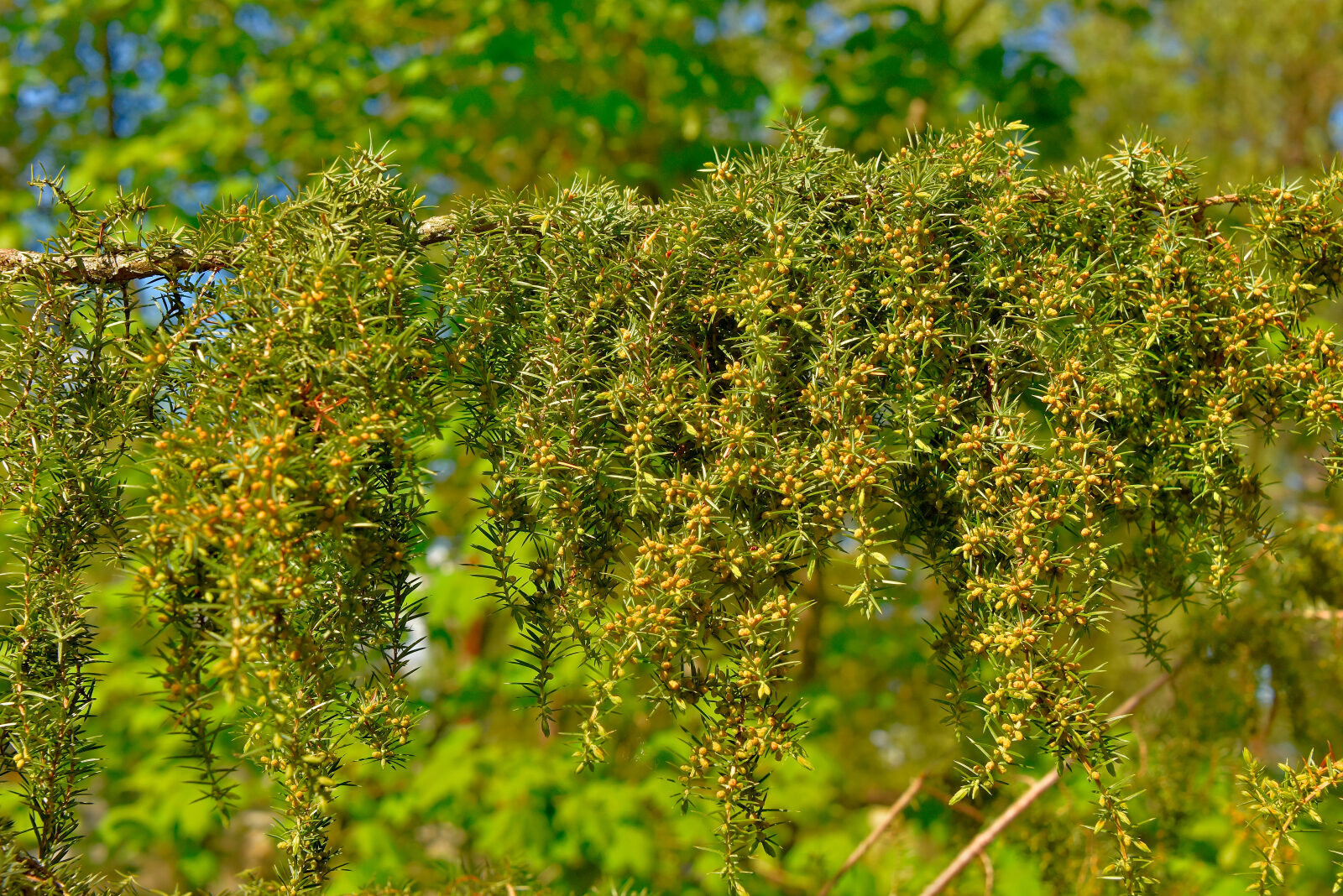 Valokuvaaja: Reijo Juurinen