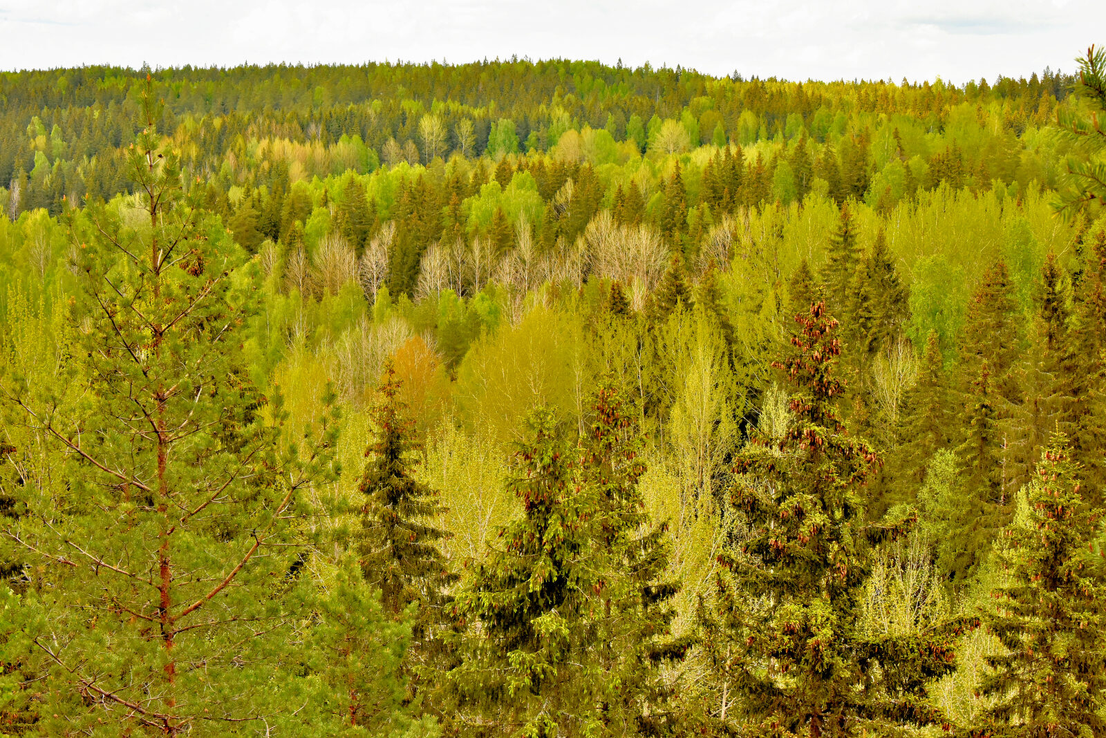 Valokuvaaja: Reijo Juurinen