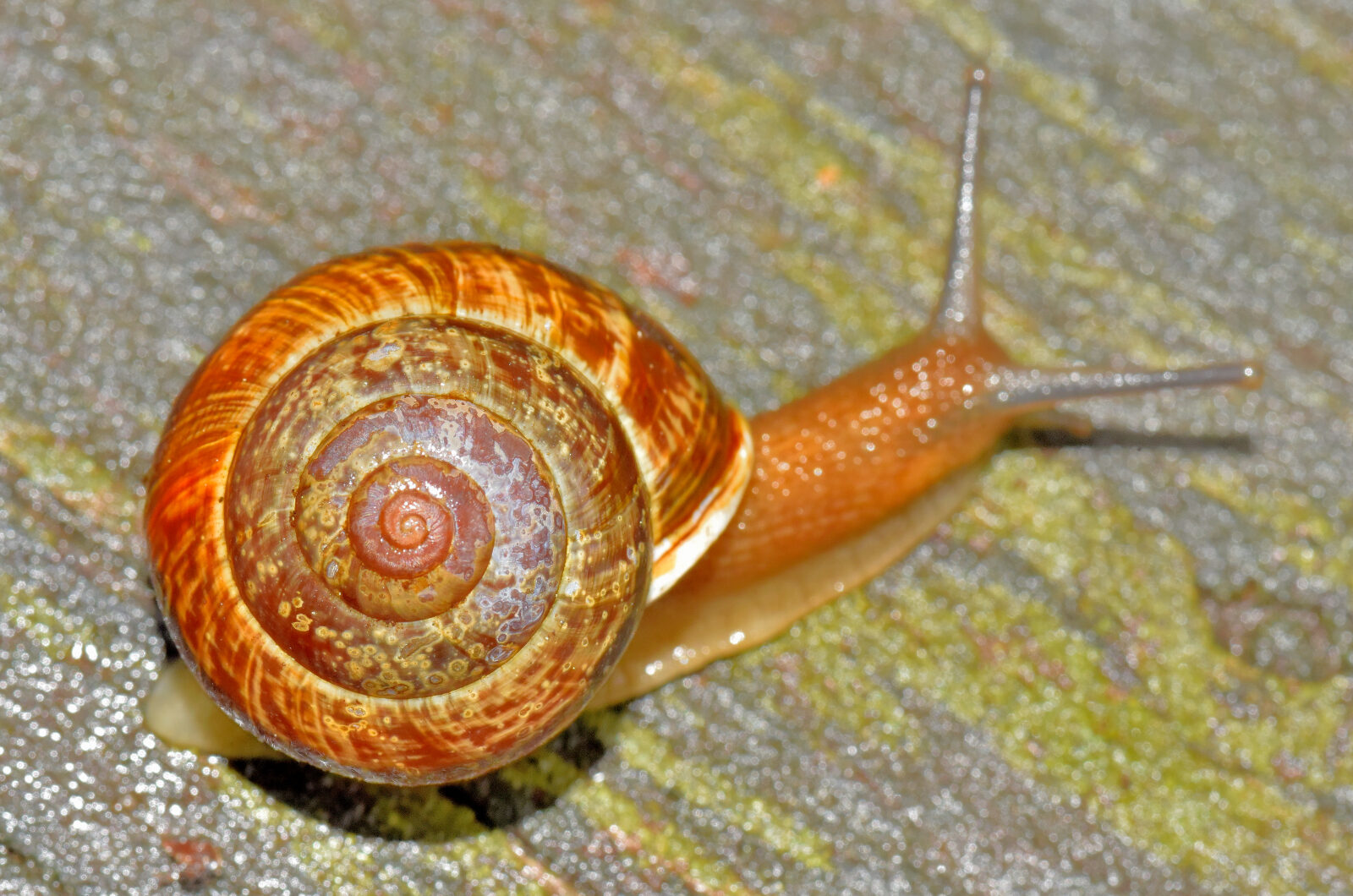 Valokuvaaja: Reijo Juurinen