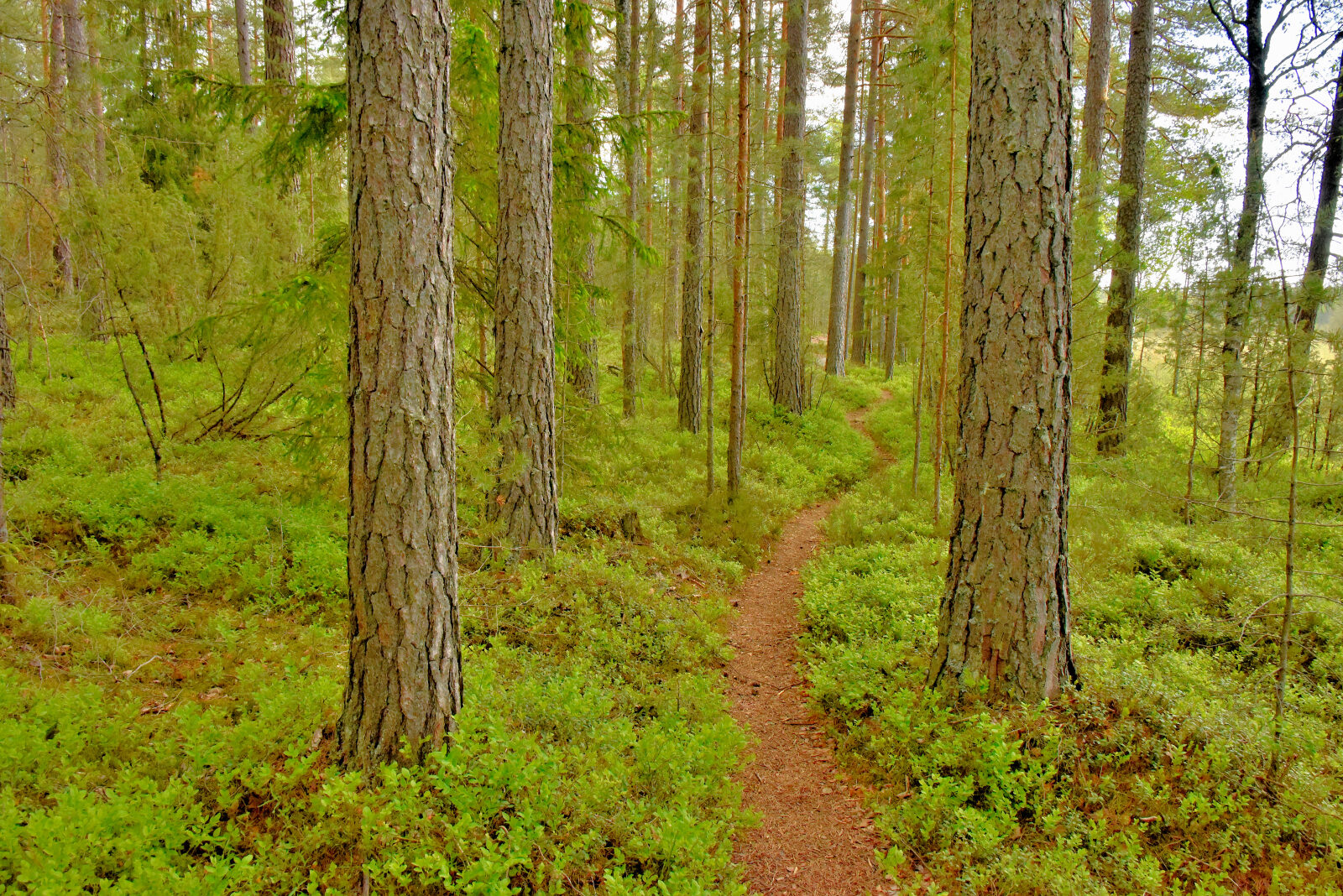 Valokuvaaja: Reijo Juurinen