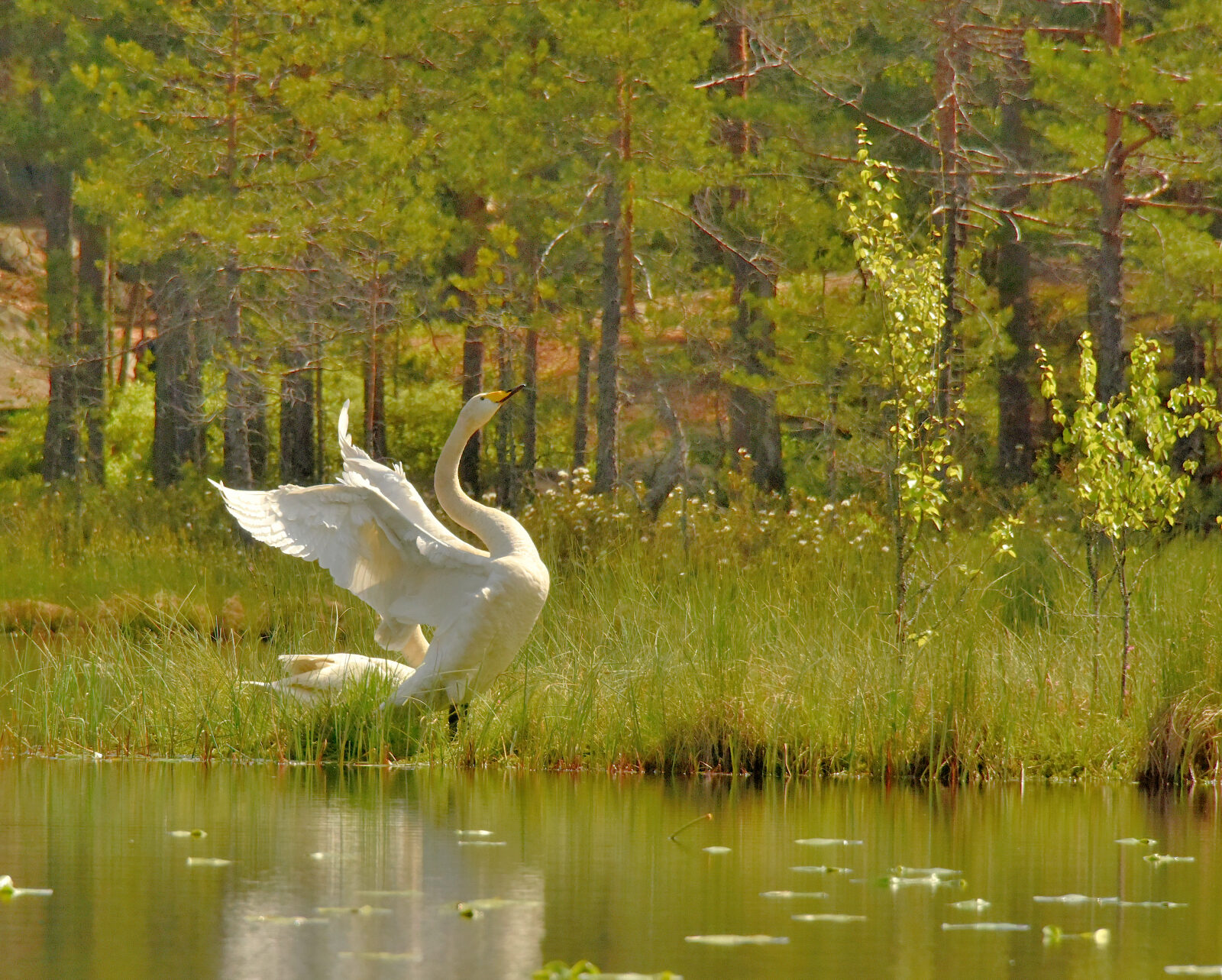 Valokuvaaja: Reijo Juurinen