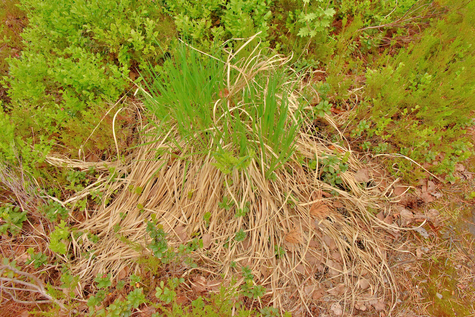 Valokuvaaja: Reijo Juurinen