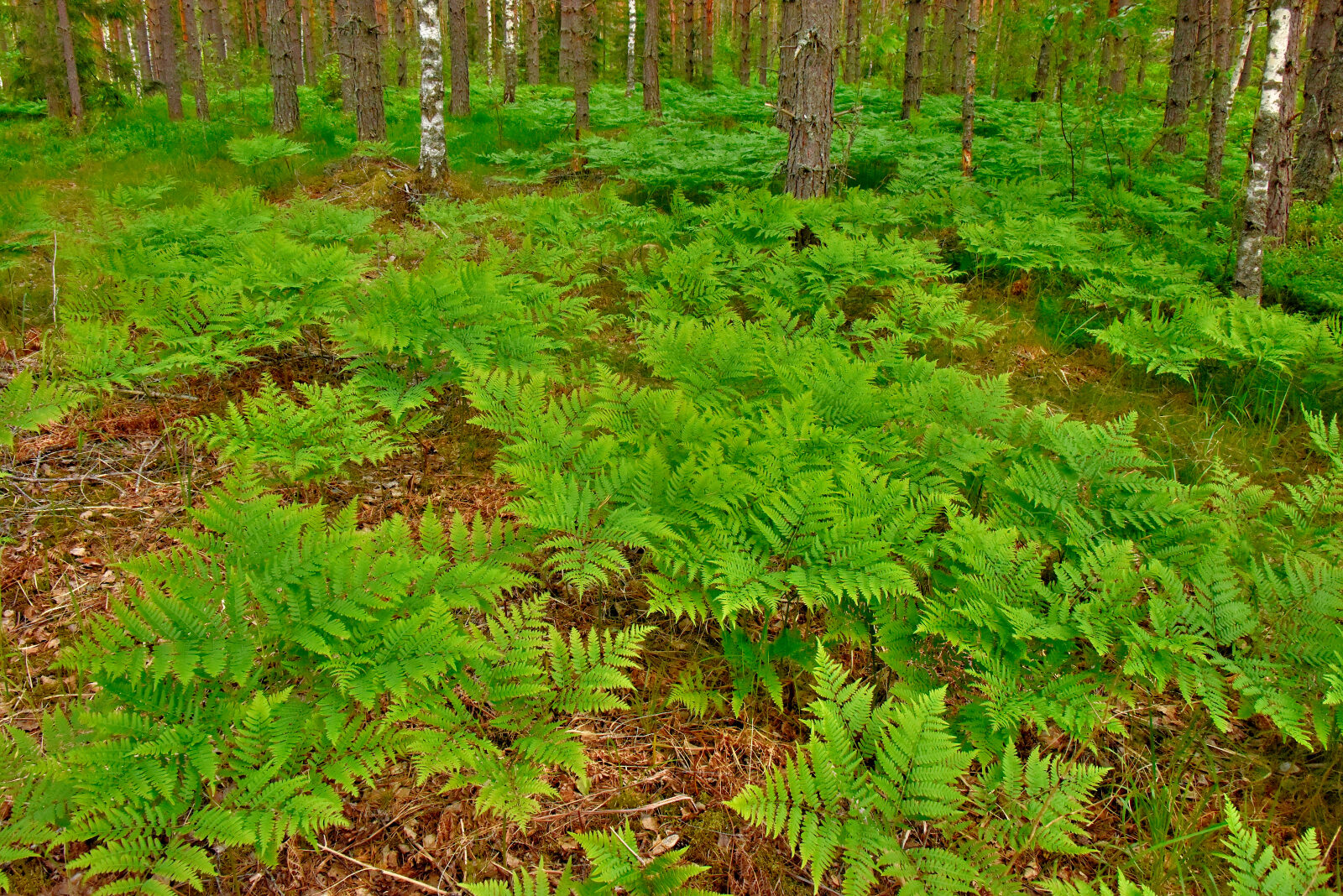 Valokuvaaja: Reijo Juurinen