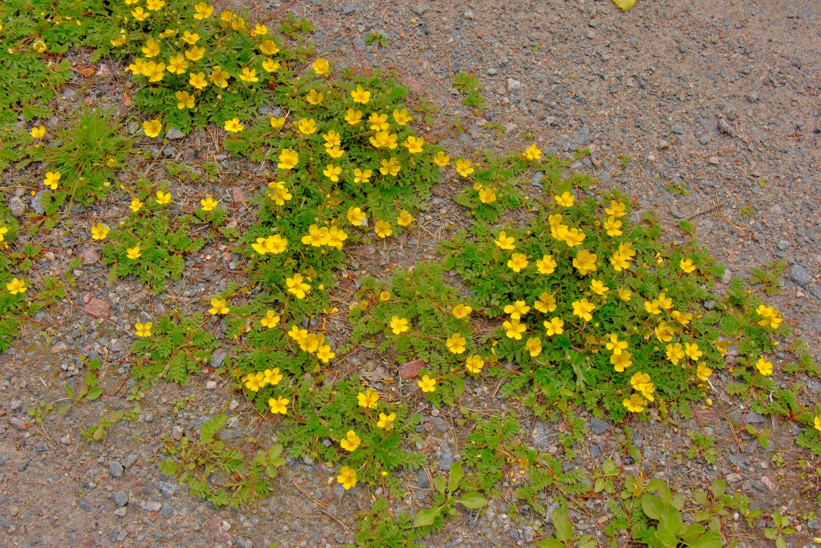 Valokuvaaja: Reijo Juurinen