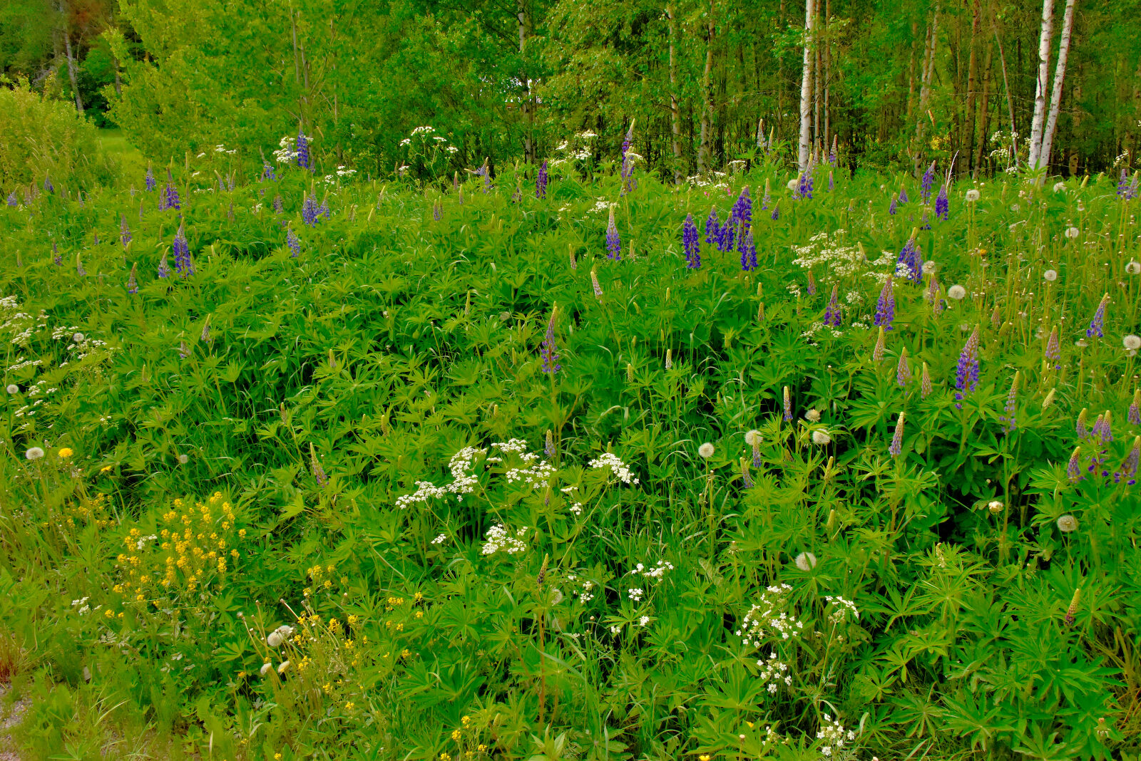 Valokuvaaja: Reijo Juurinen